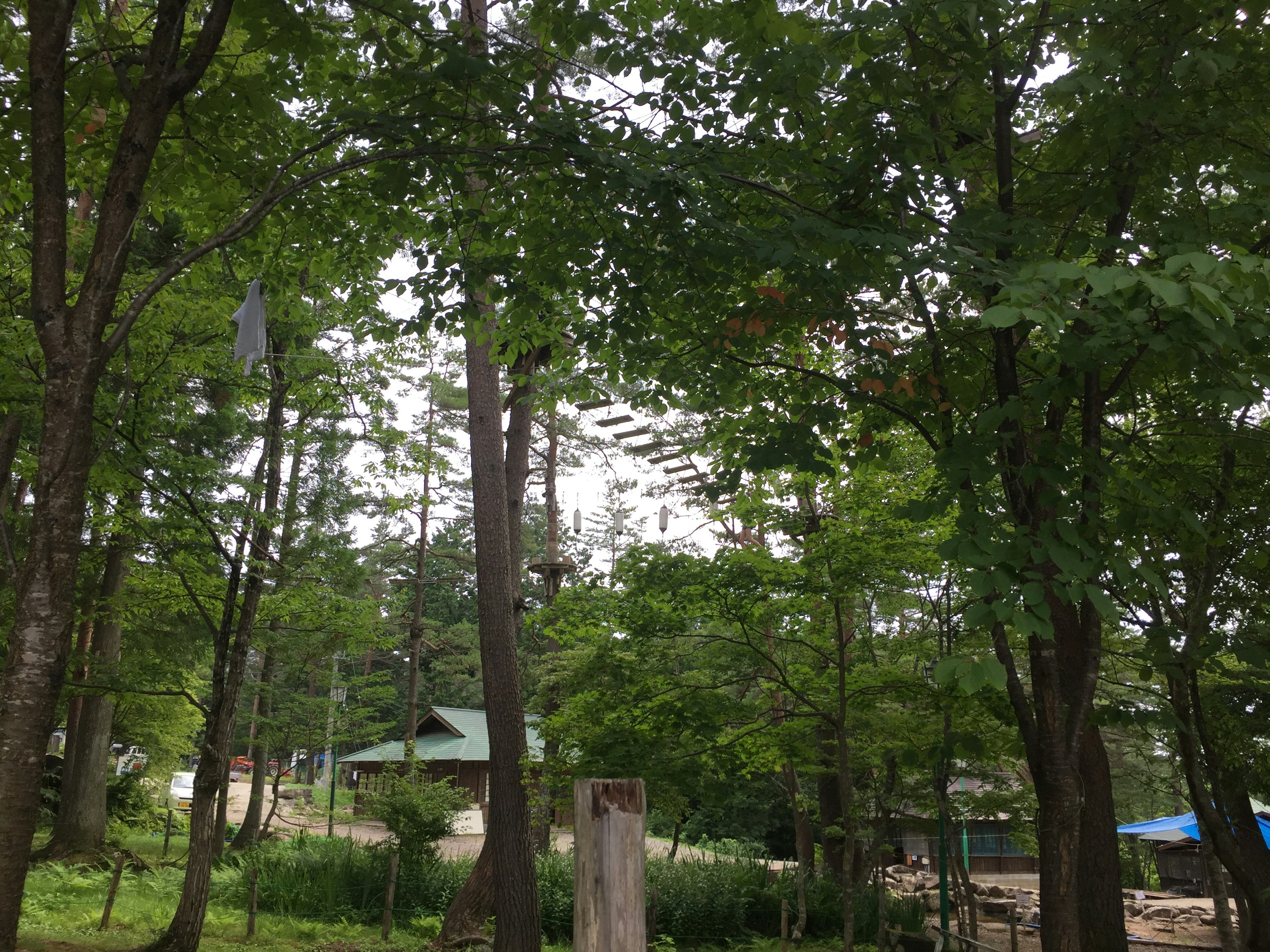 緑豊かな木々に囲まれた静かな風景小屋が見える