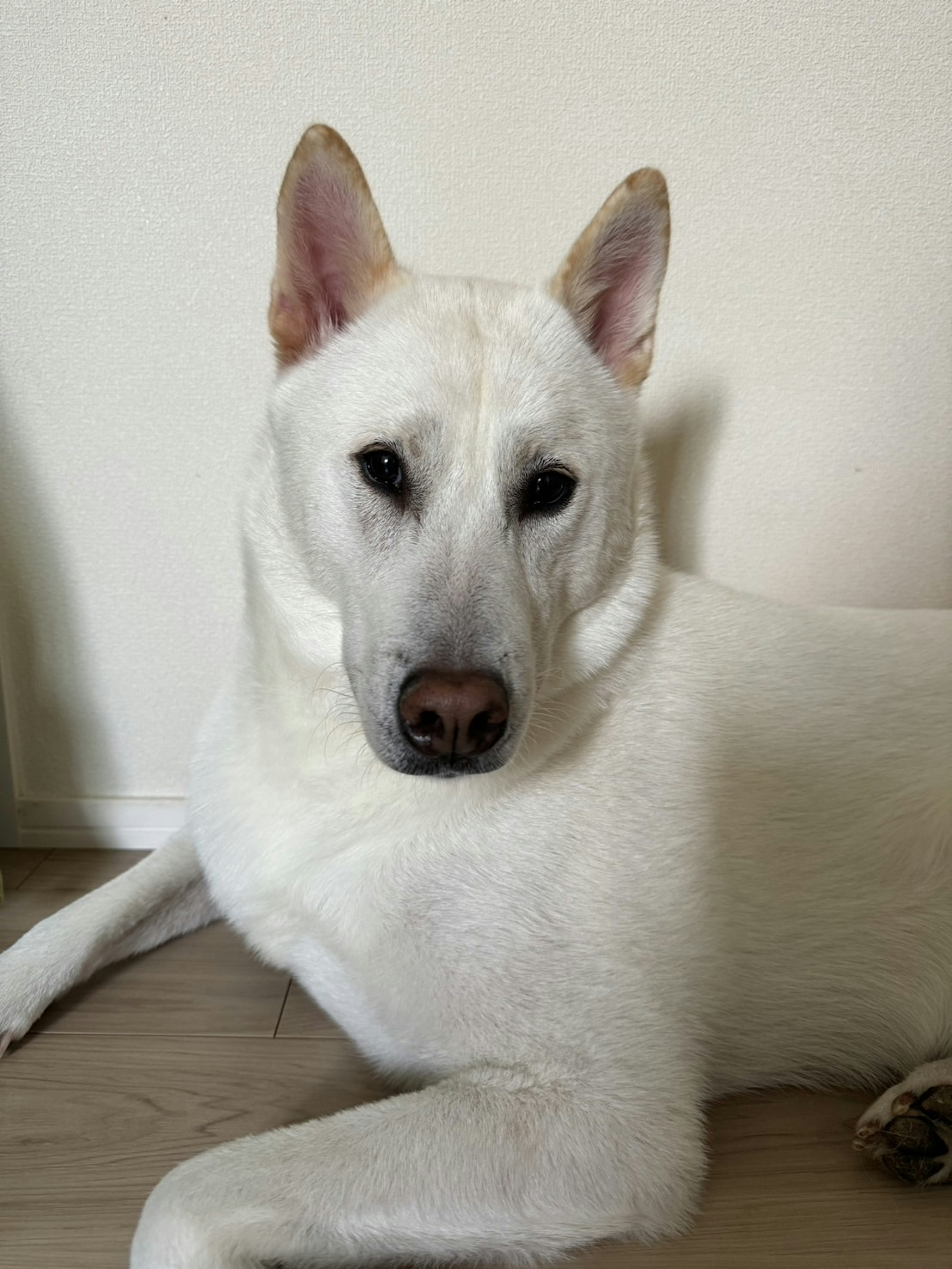 Un perro blanco acostado mirando intensamente a la cámara