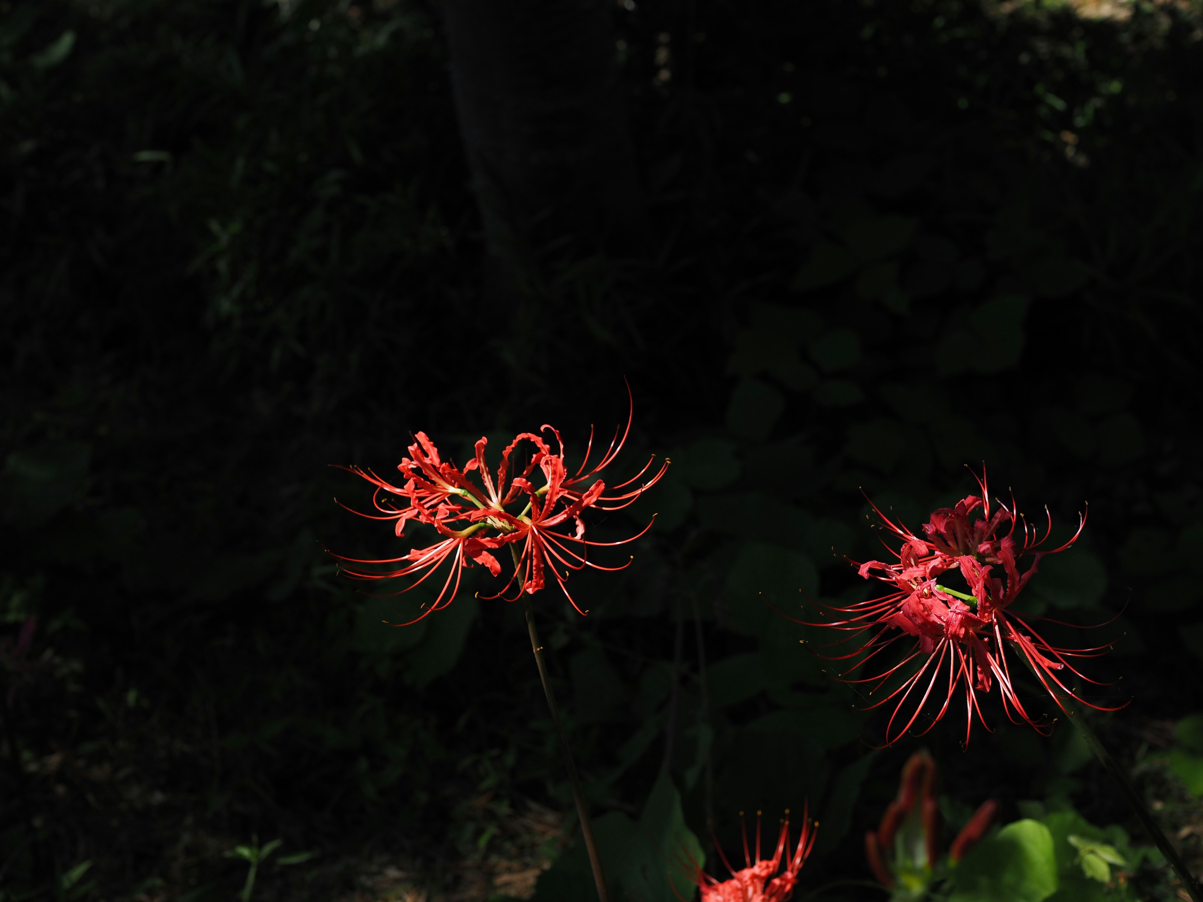 Gruppe lebhafter roter Blumen vor einem dunklen Hintergrund