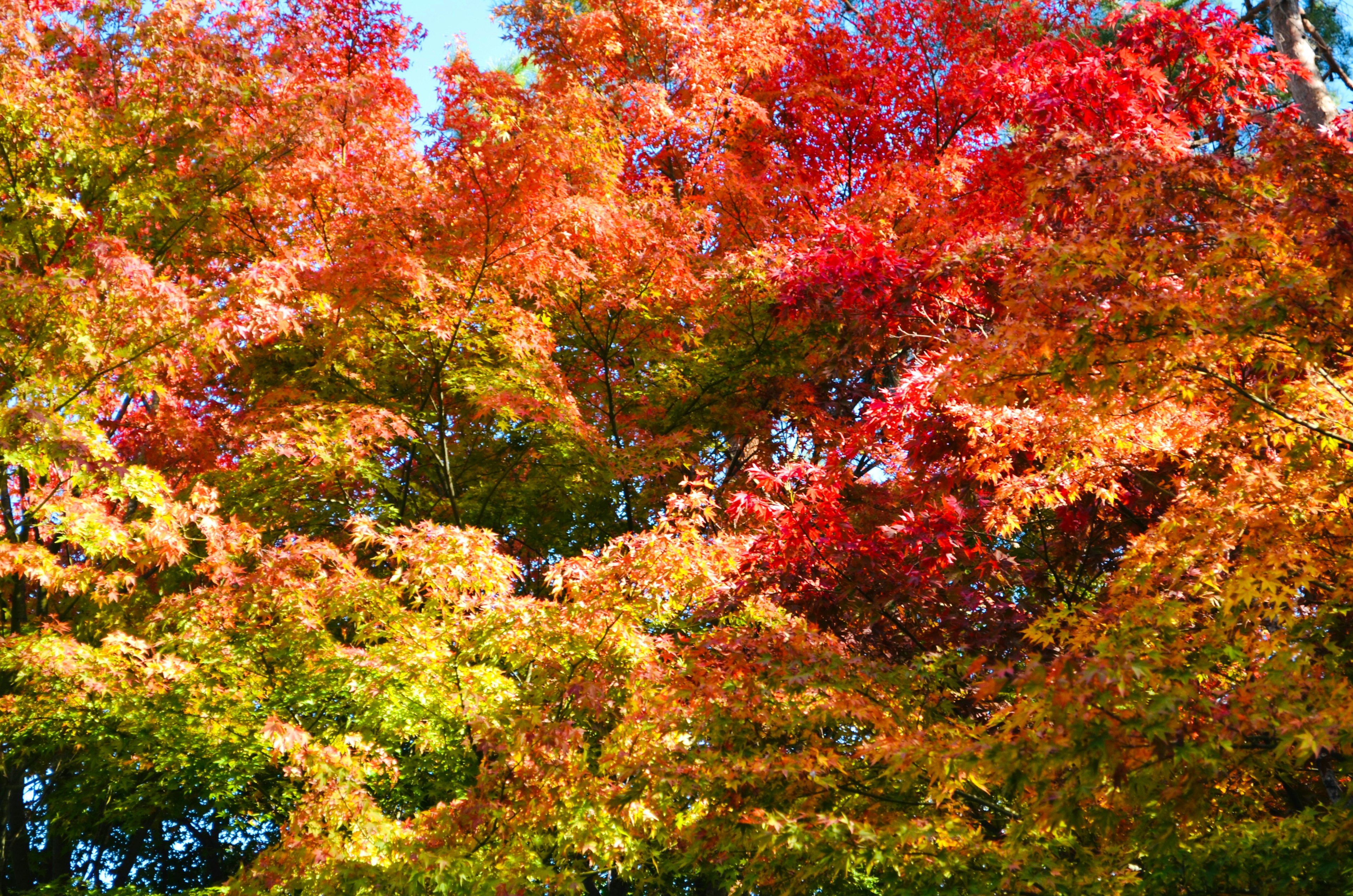 Follaje de otoño vibrante con árboles en tonos rojos, naranjas y amarillos