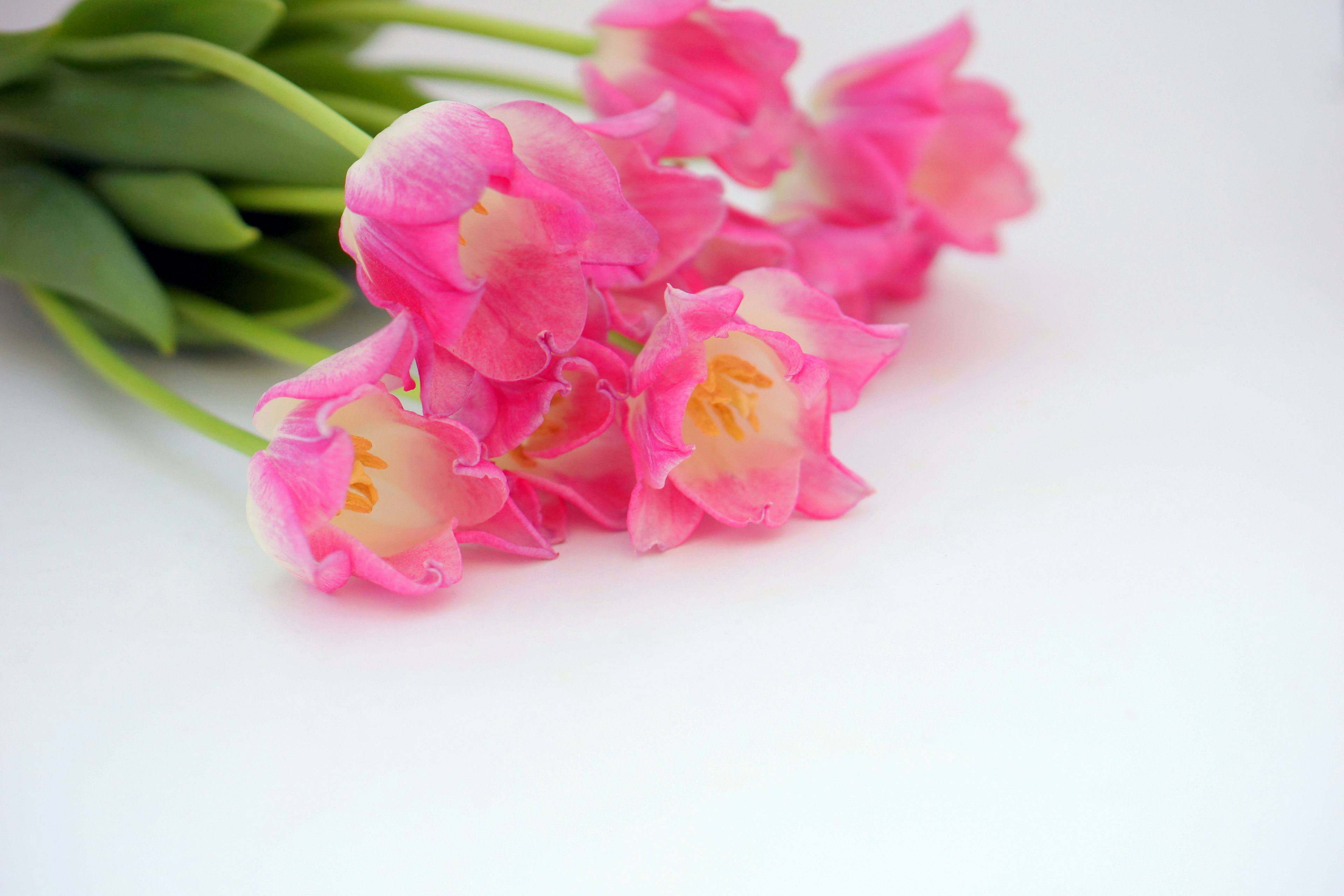 A bouquet of pink tulips arranged on a white background