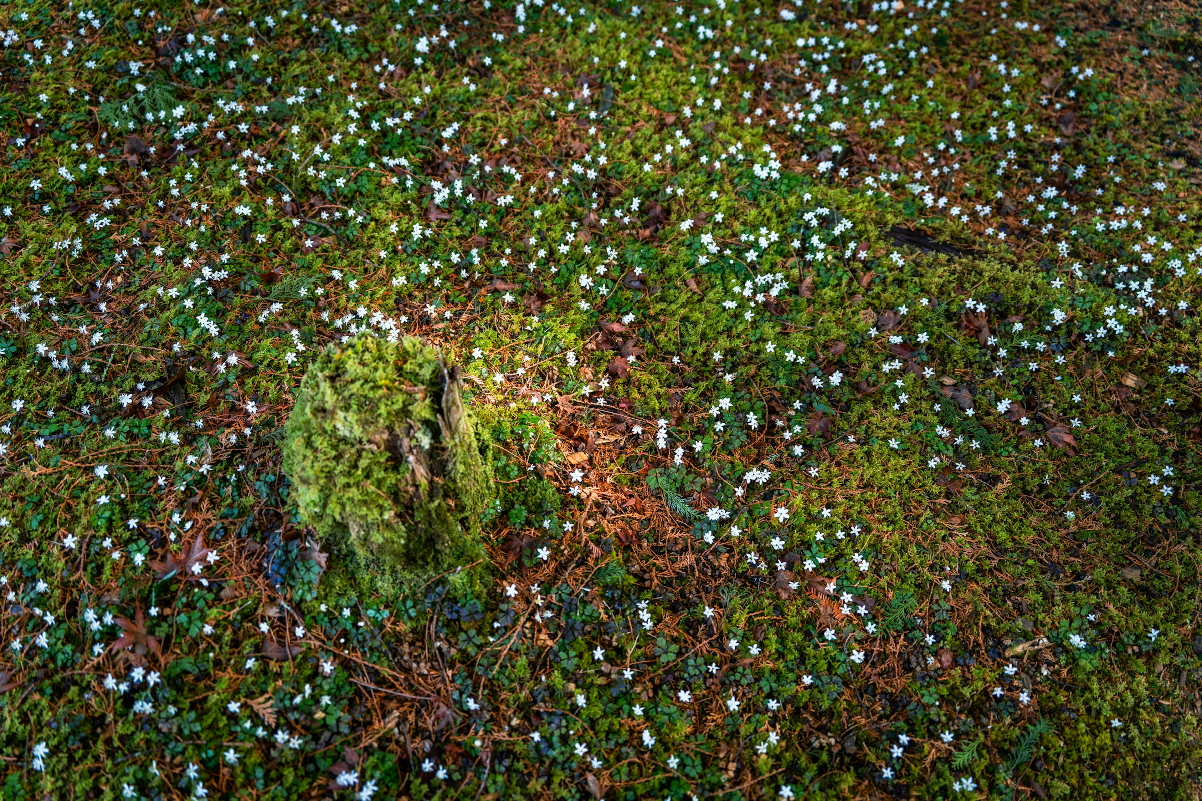 緑の苔に覆われた地面に白い小花が散らばっている