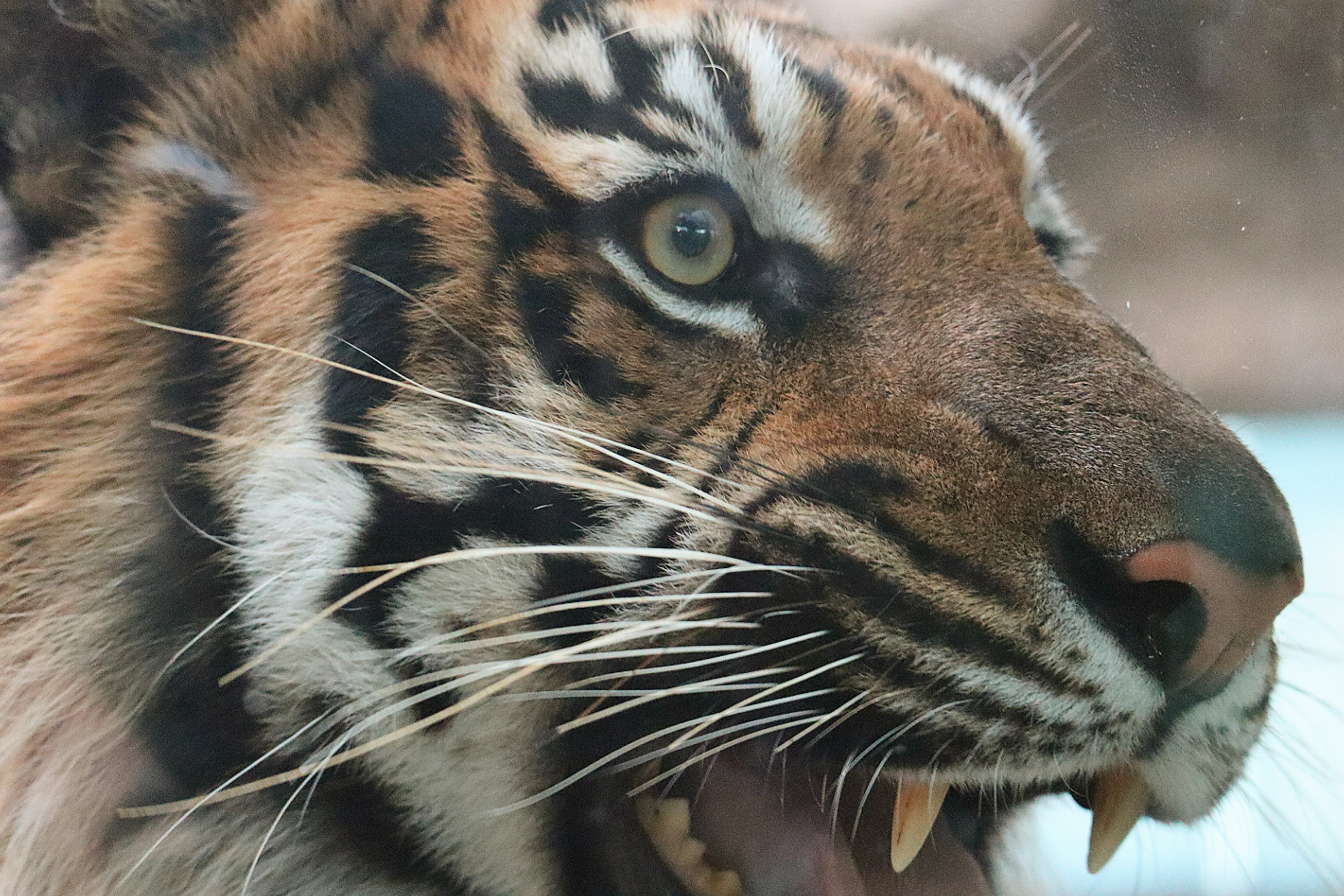 Close-up of a tiger's face featuring sharp eyes and distinctive stripes