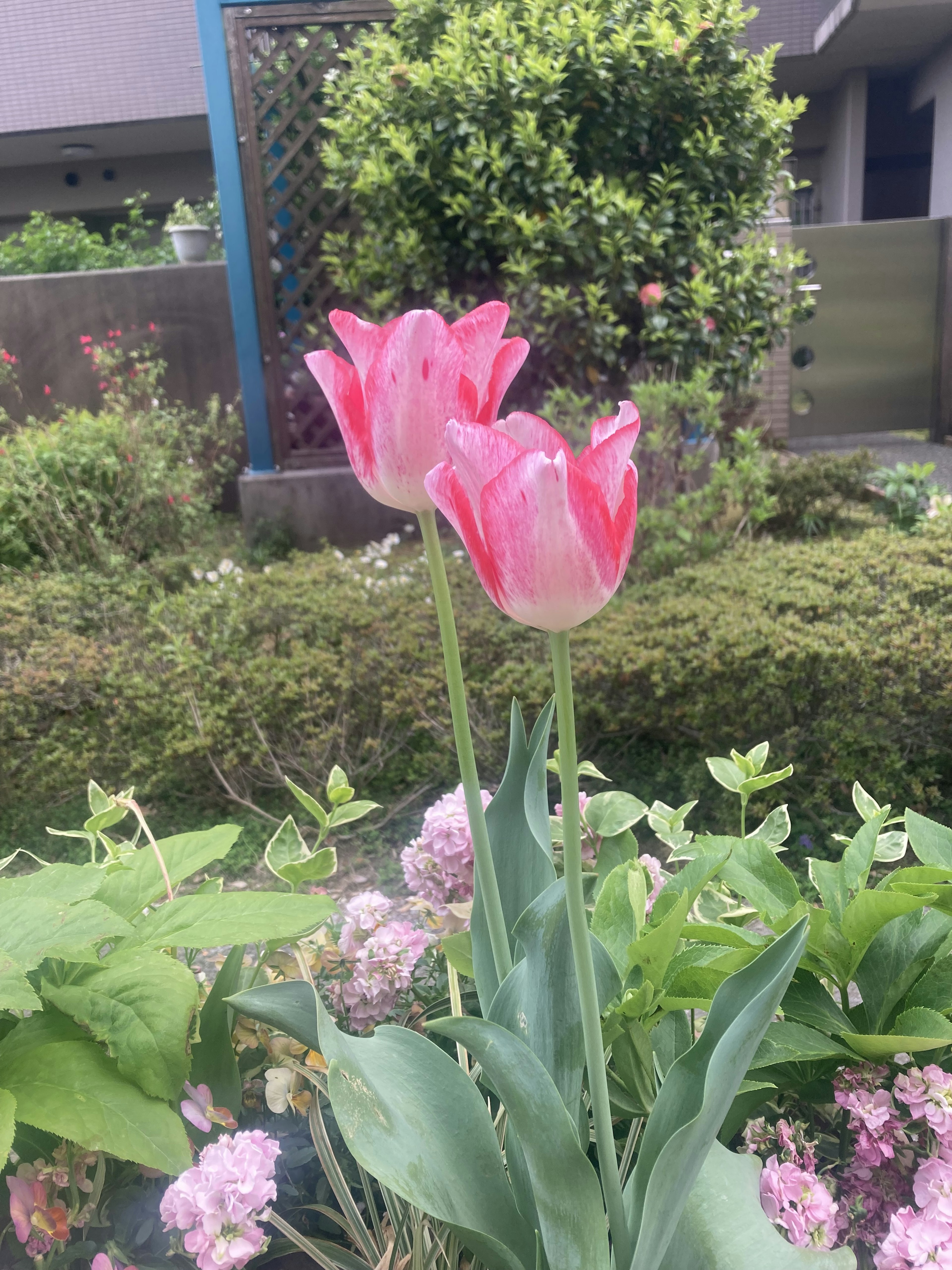 Two pink tulips blooming surrounded by green leaves