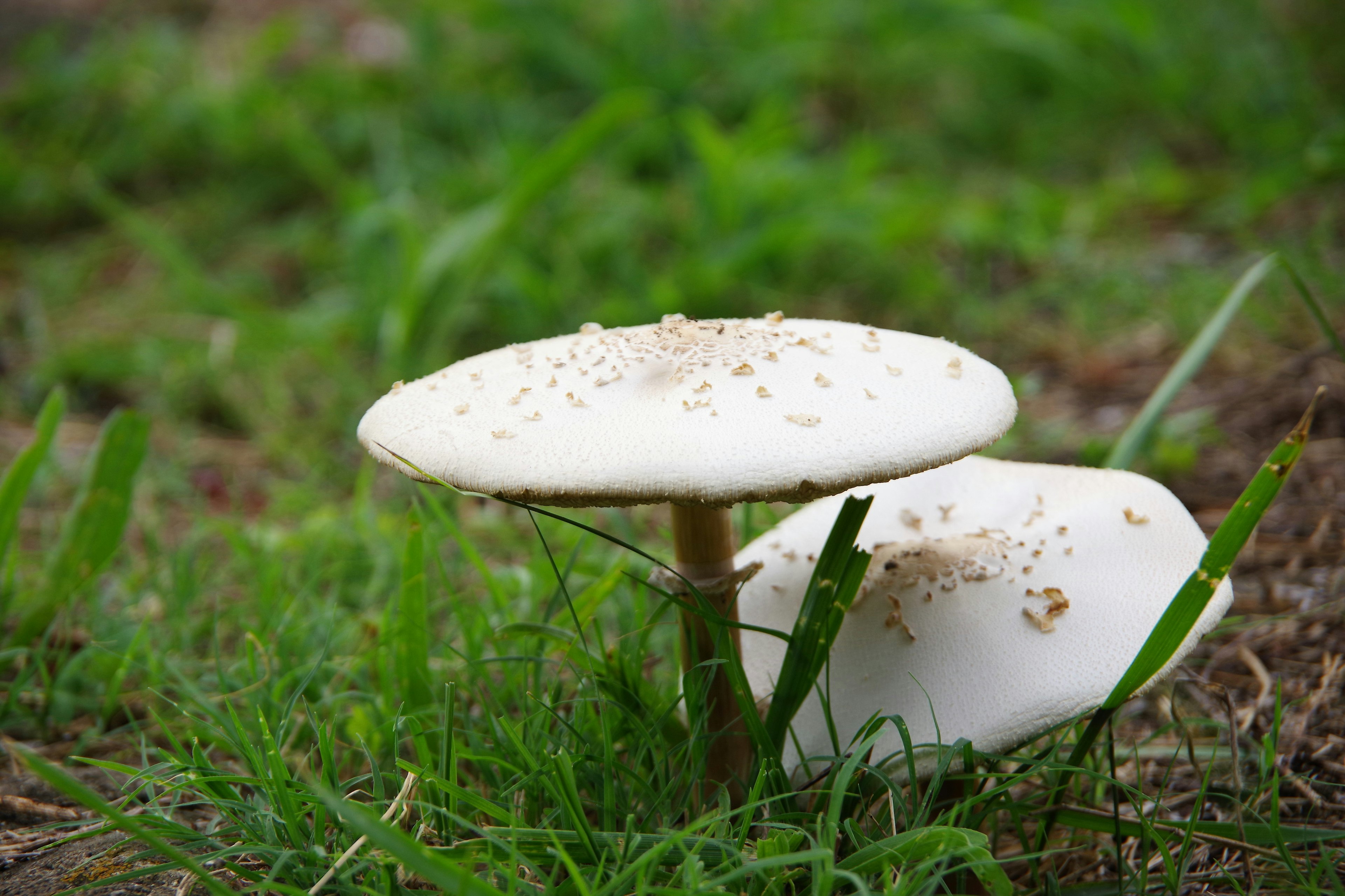 White mushrooms growing in green grass