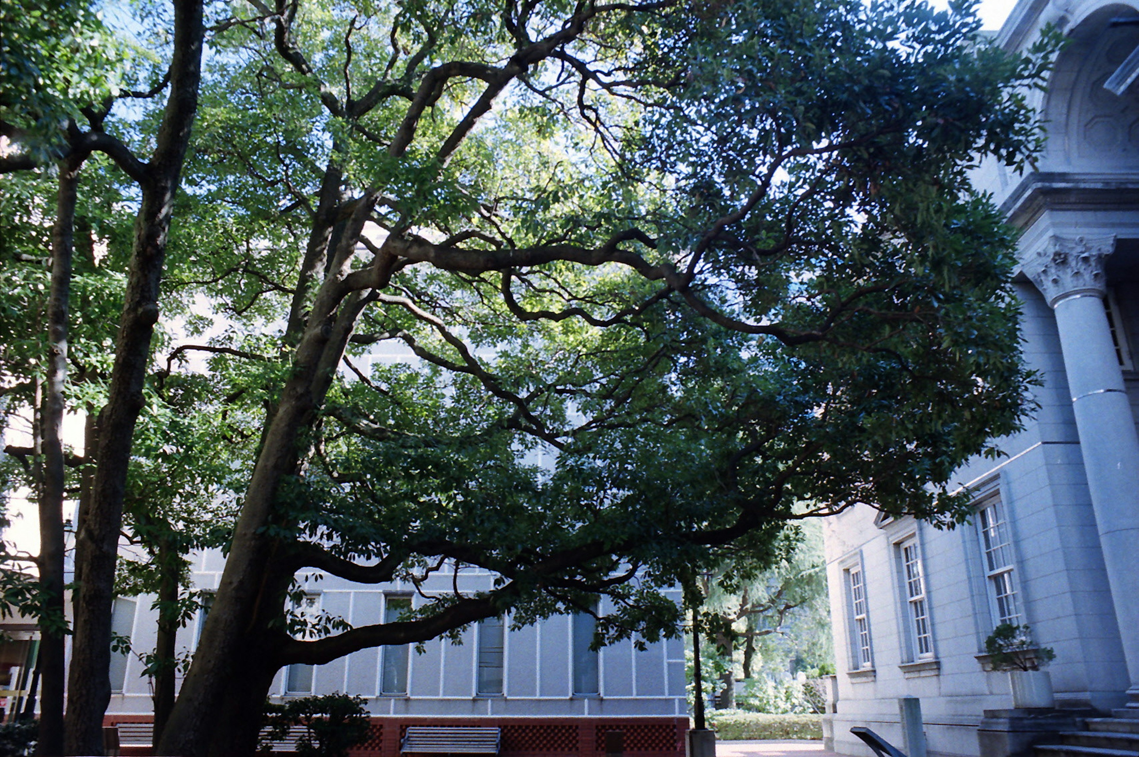 Un gran árbol con ramas extensas al lado de un edificio histórico bajo un cielo azul claro