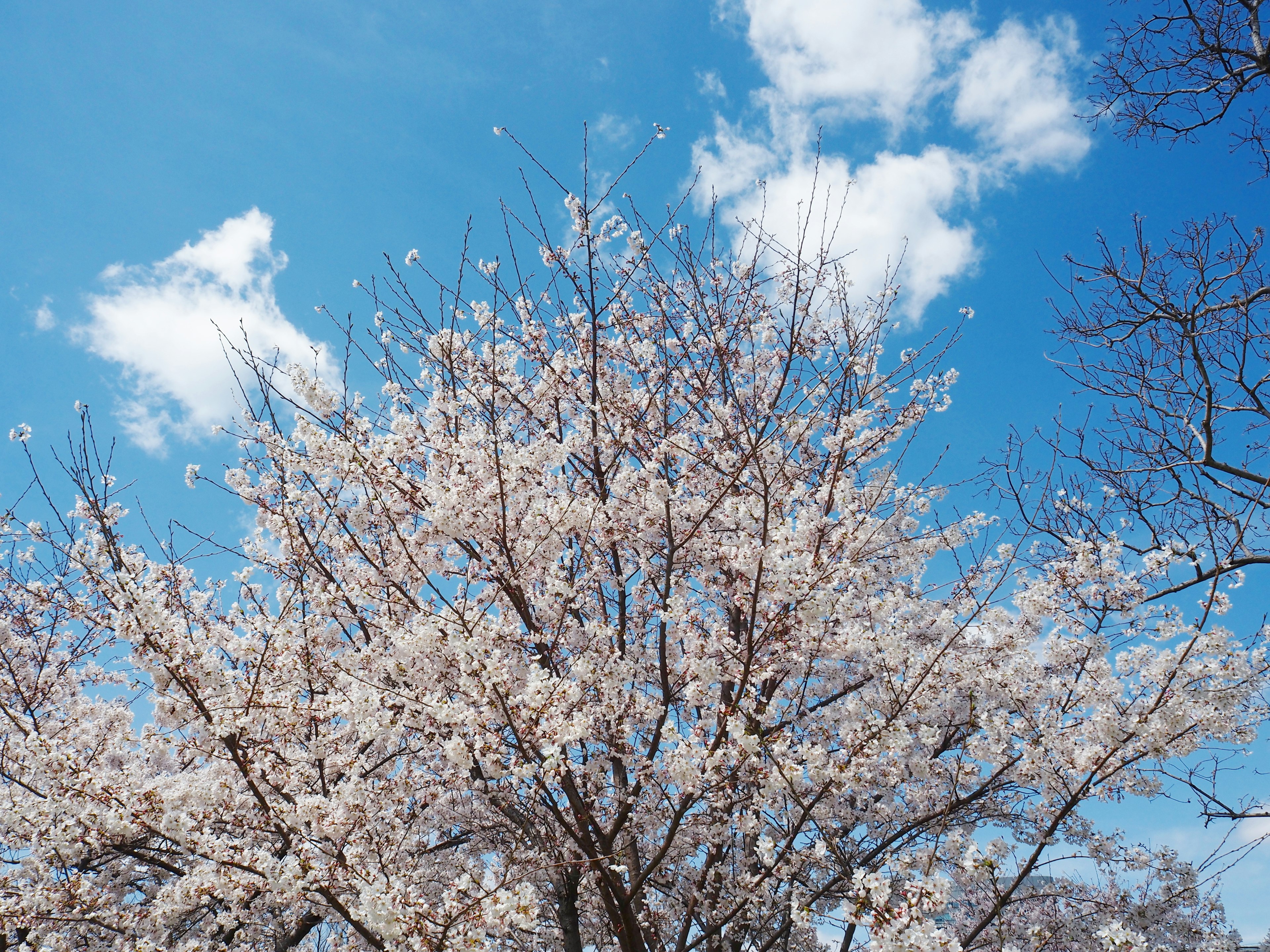 Beautiful cherry blossom tree under blue sky