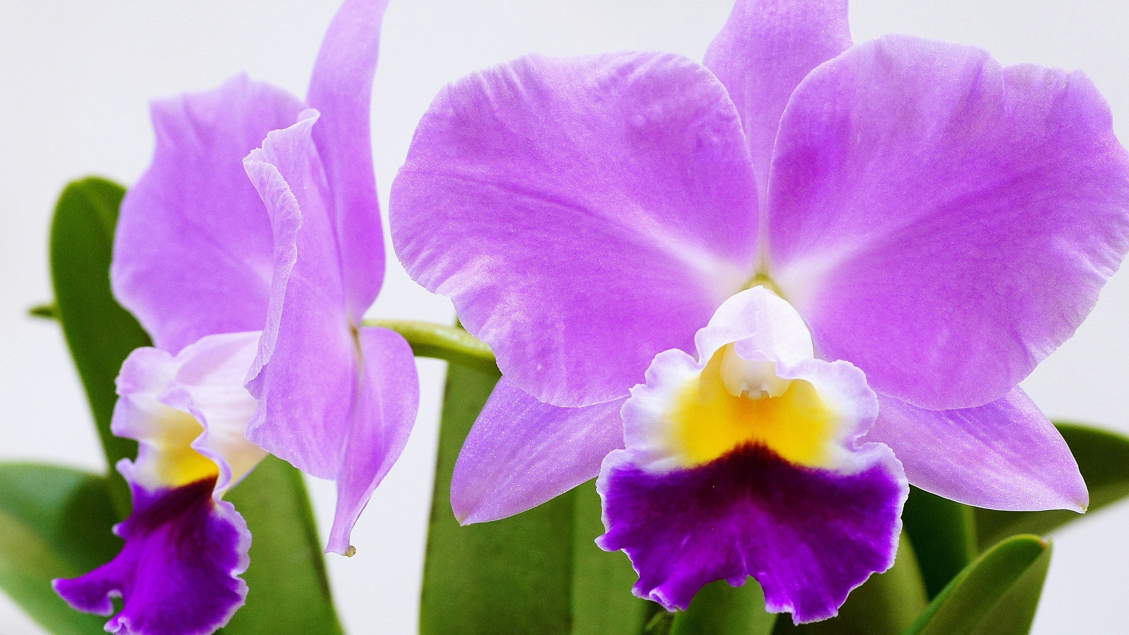 Vibrant purple orchid flowers in bloom