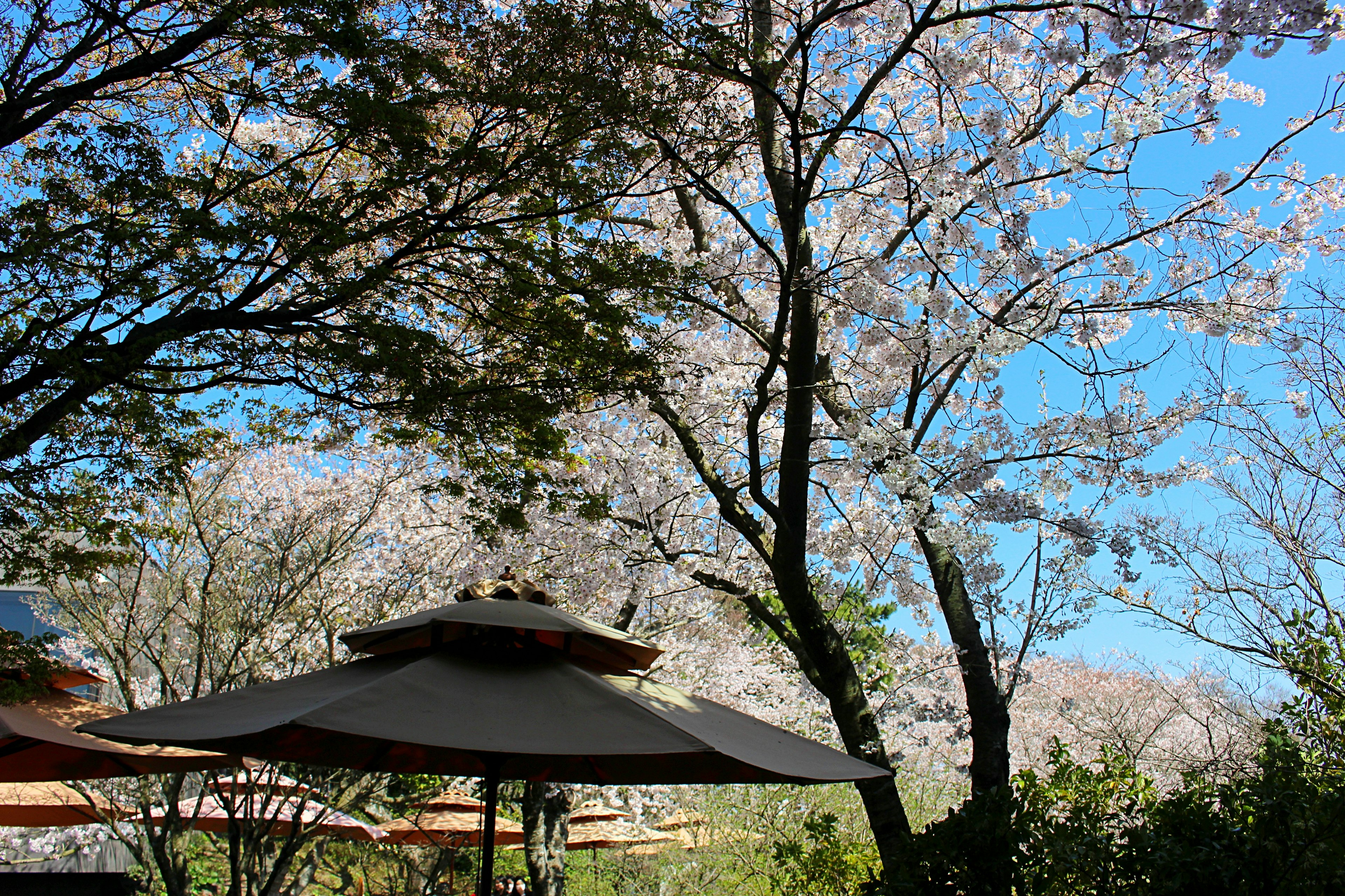 Paesaggio con alberi di ciliegio in fiore e un ombrello sotto un cielo blu