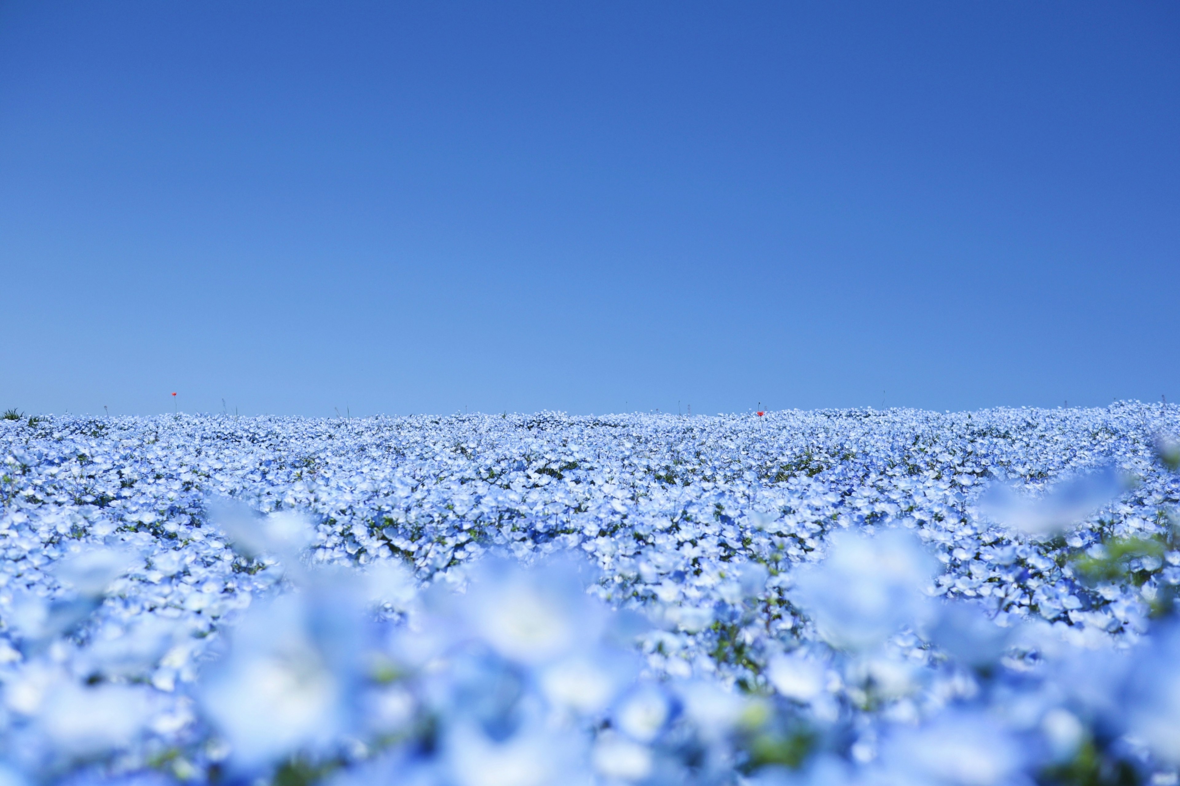 Un paisaje de flores azules bajo un cielo azul claro