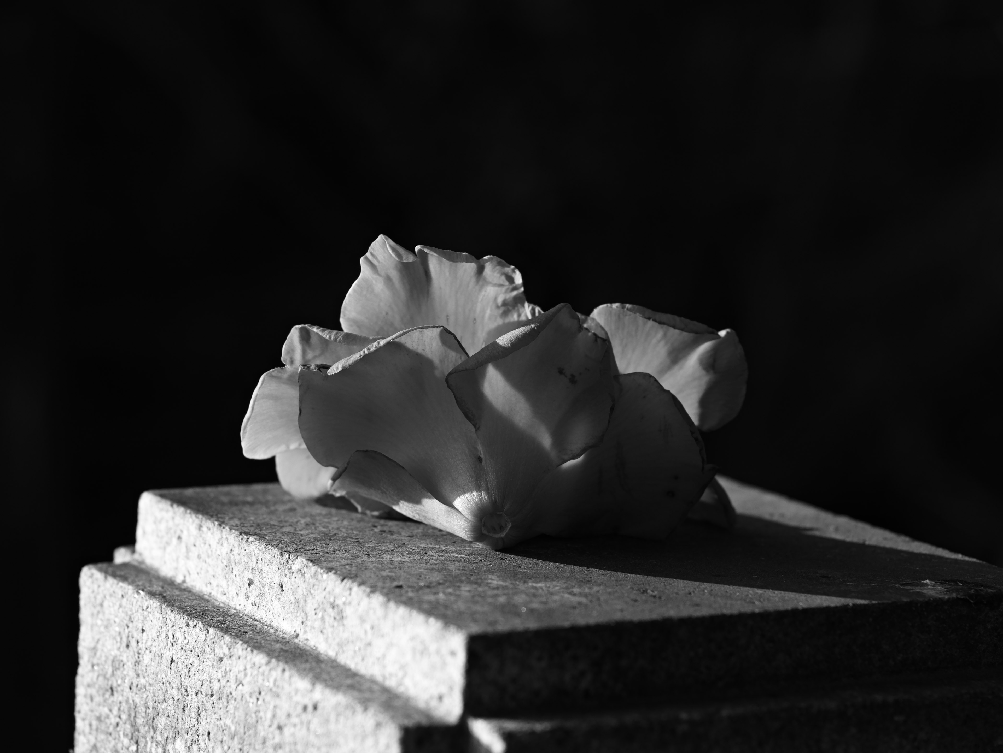 A cluster of flower petals artistically arranged on a stone surface against a black and white background