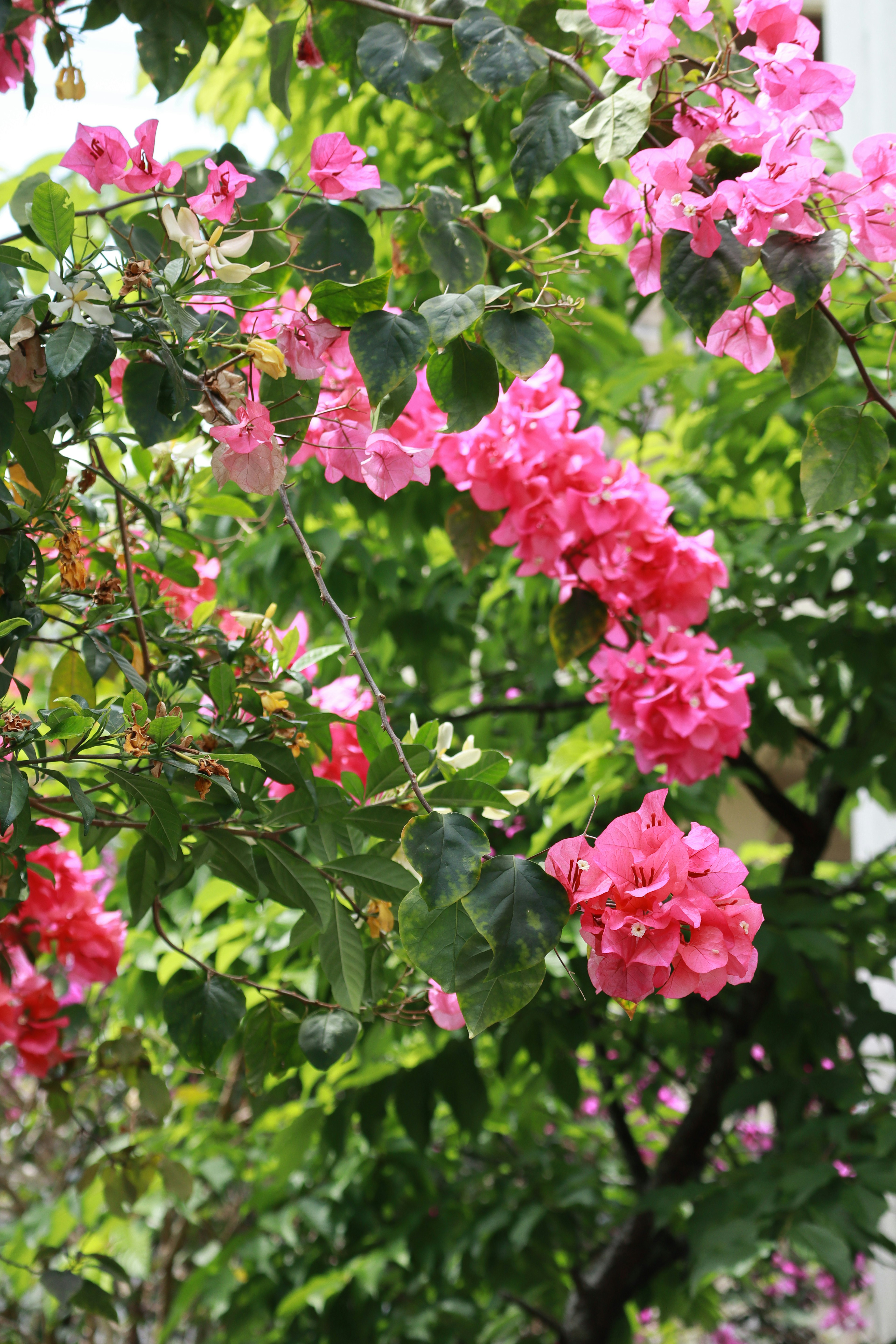 Fiori di bougainvillea rosa vivaci che fioriscono tra le foglie verdi