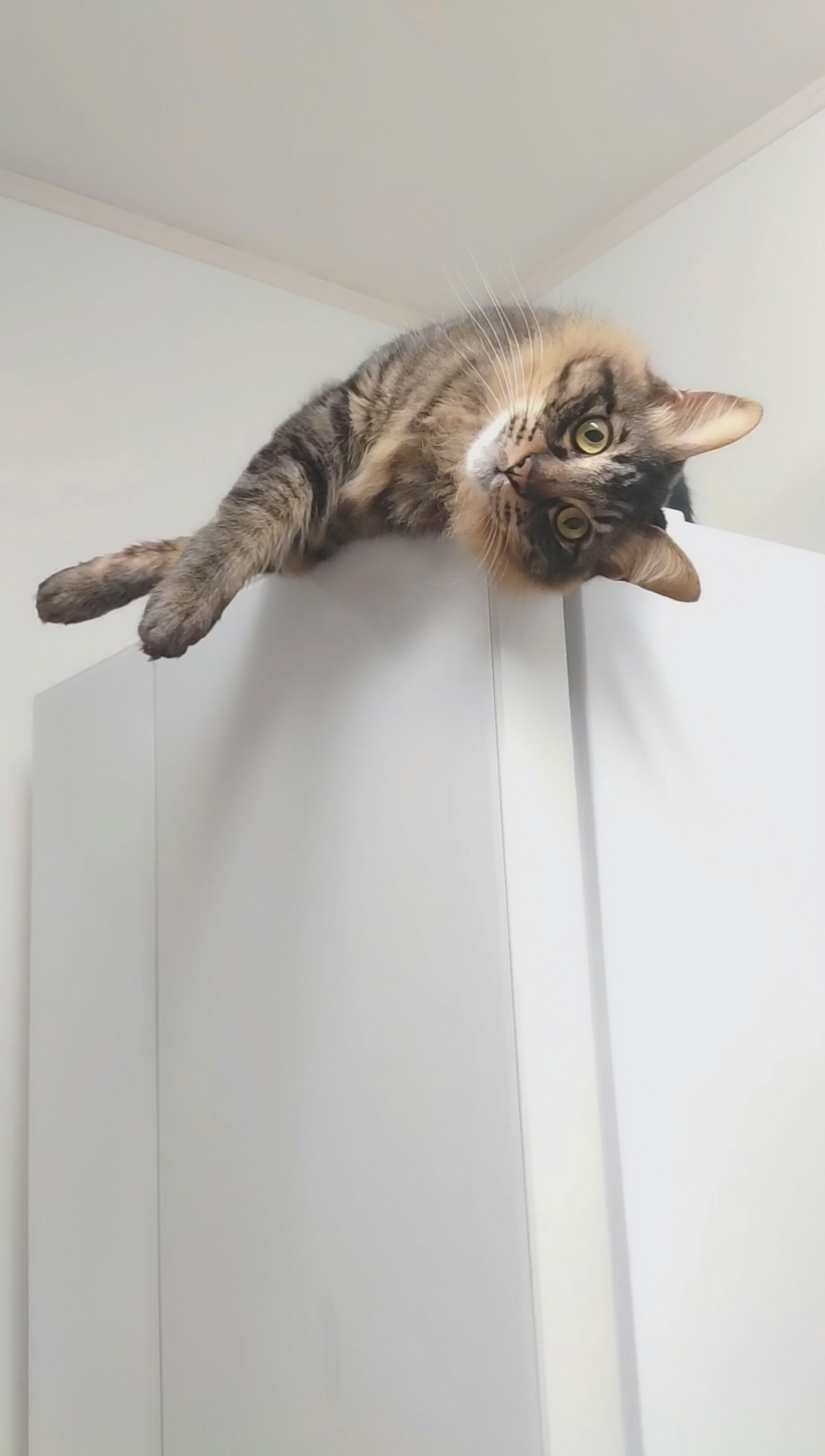 A cat lounging on top of a refrigerator