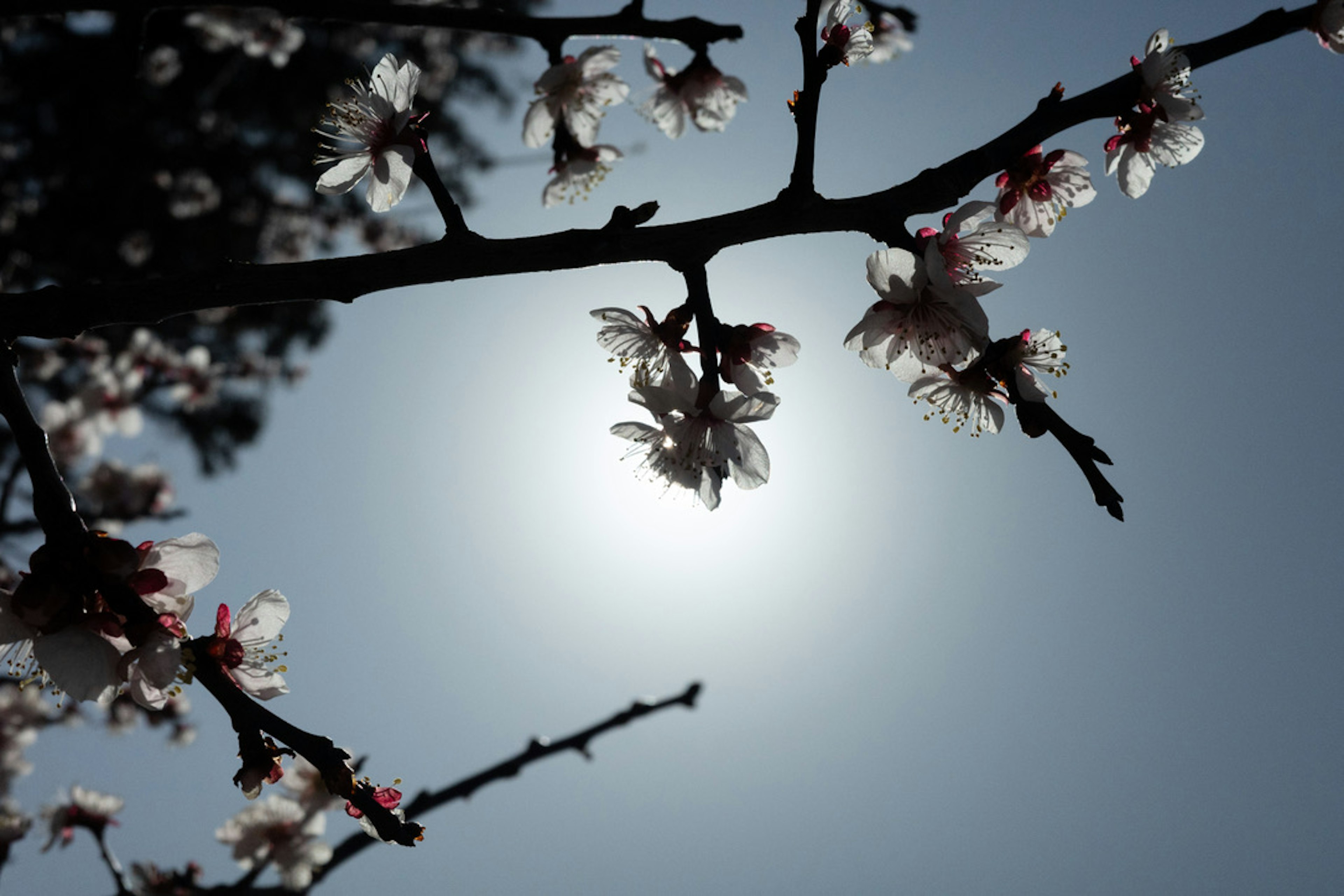 Silhouette de branches fleuries contre un soleil brillant