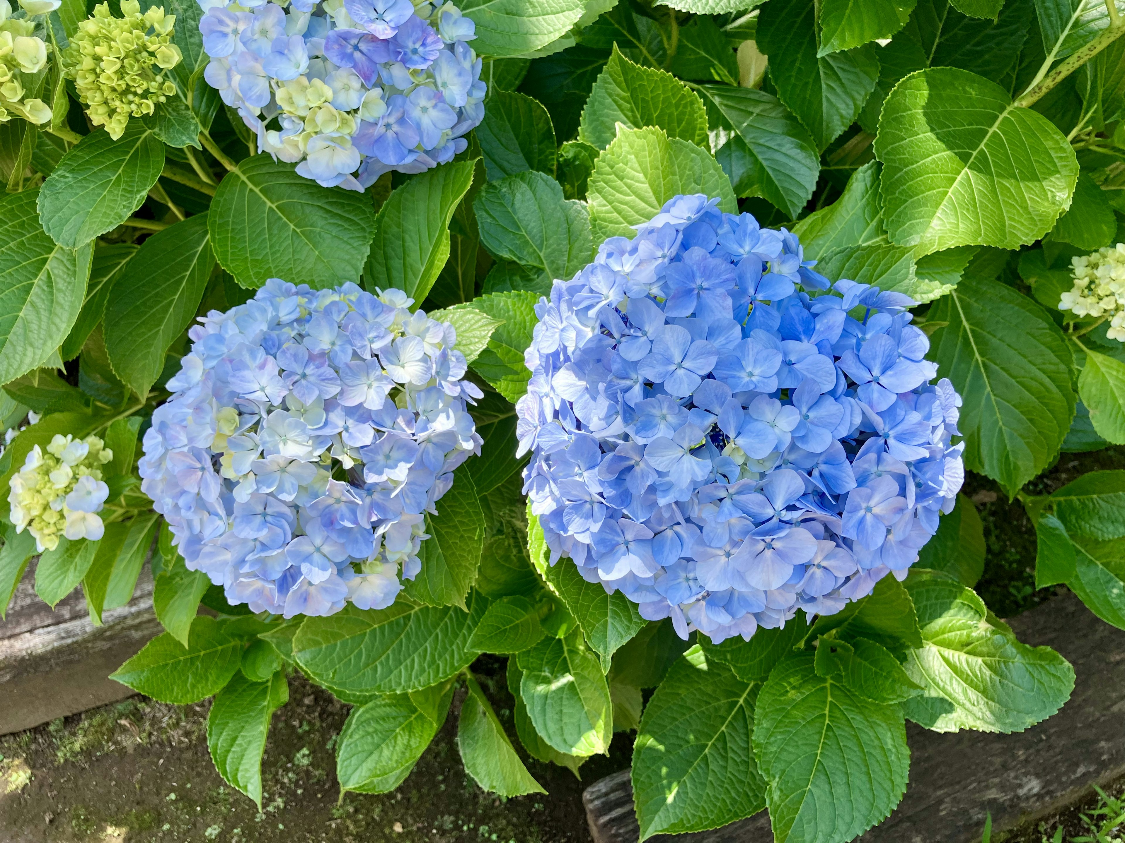 Fiori di ortensia blu con foglie verdi