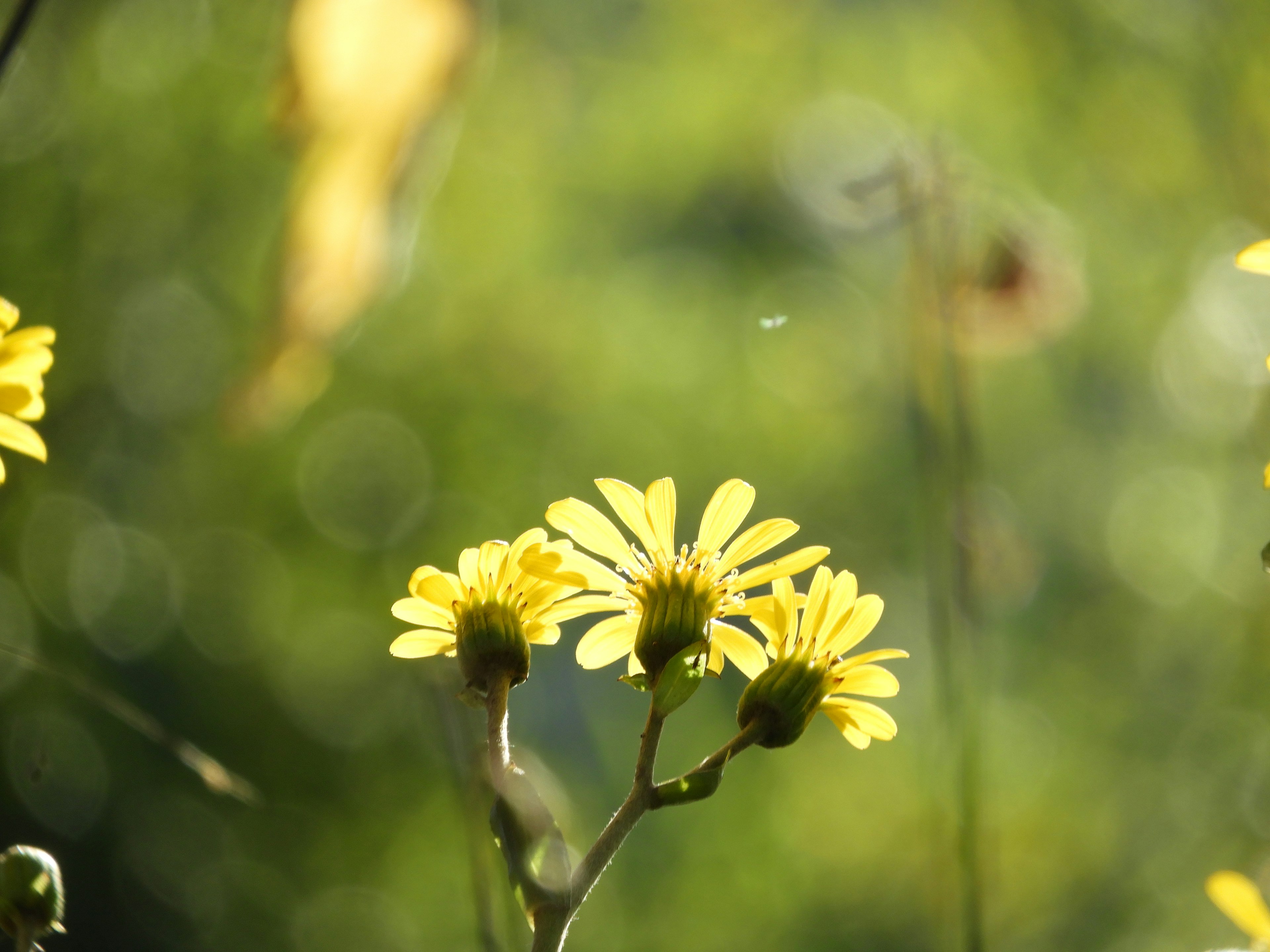 Bündel gelber Blumen vor einem verschwommenen grünen Hintergrund