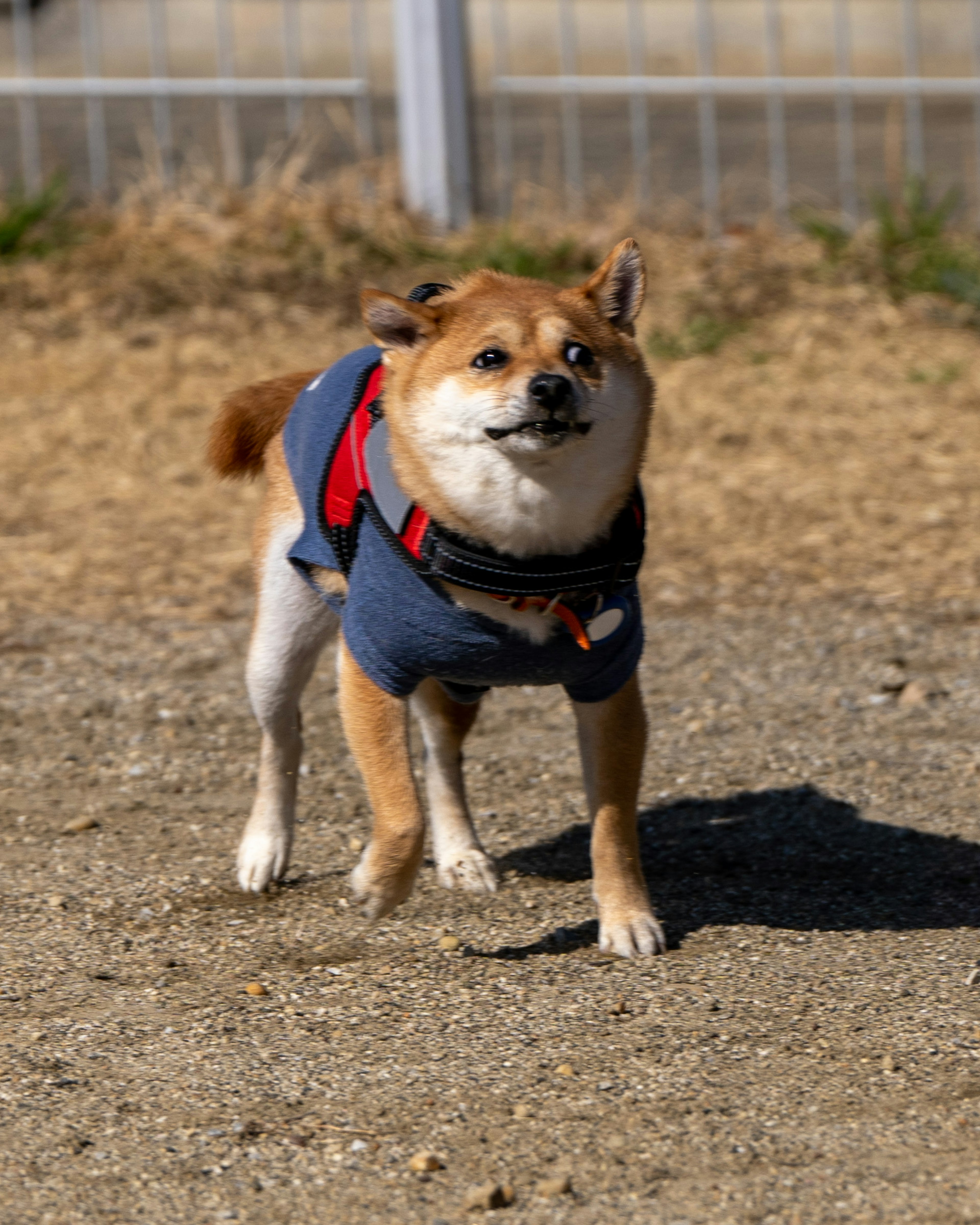 茶色い柴犬が青いセーターを着て走っている