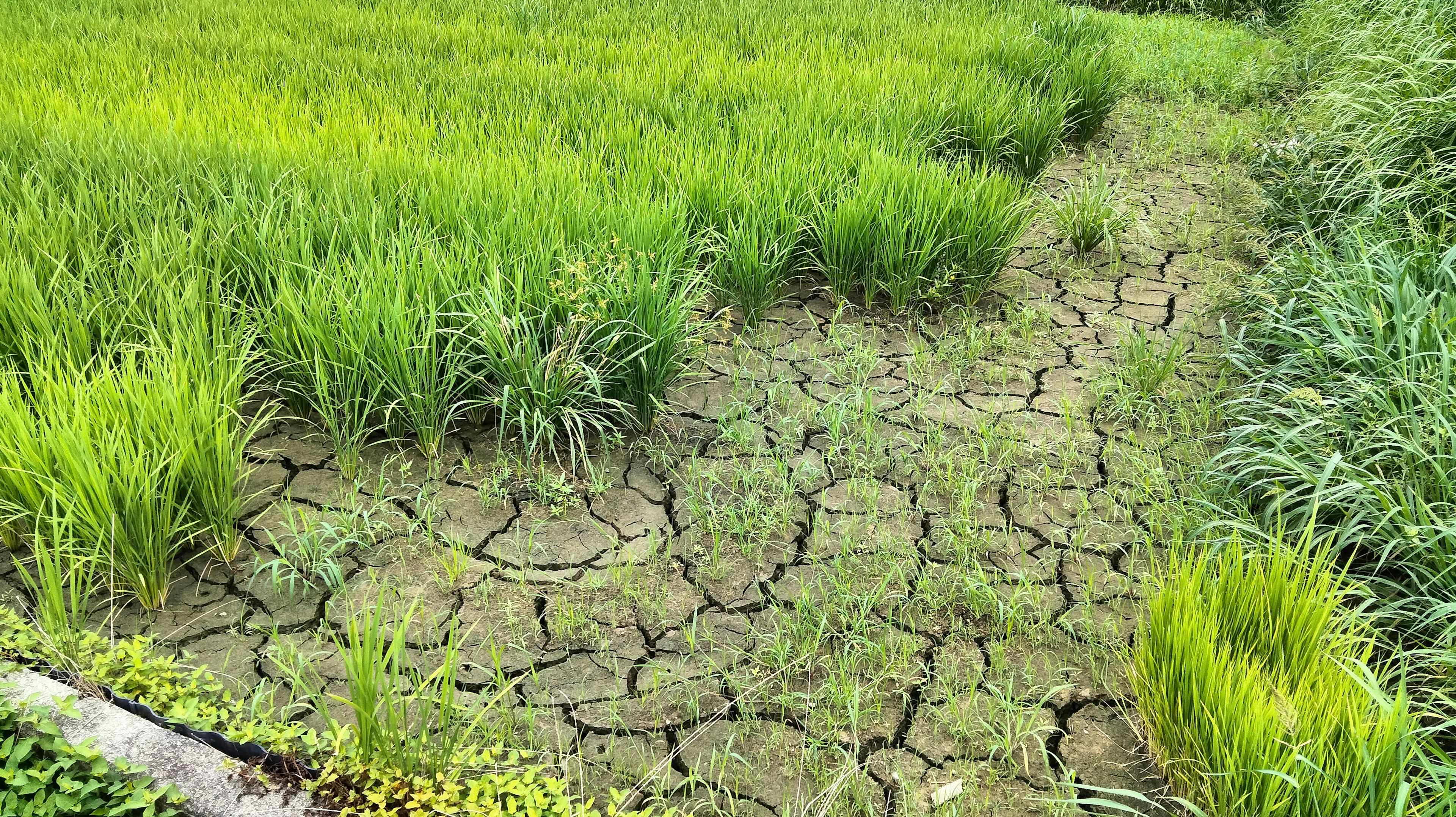 Campo de arroz seco con plantas de arroz verdes