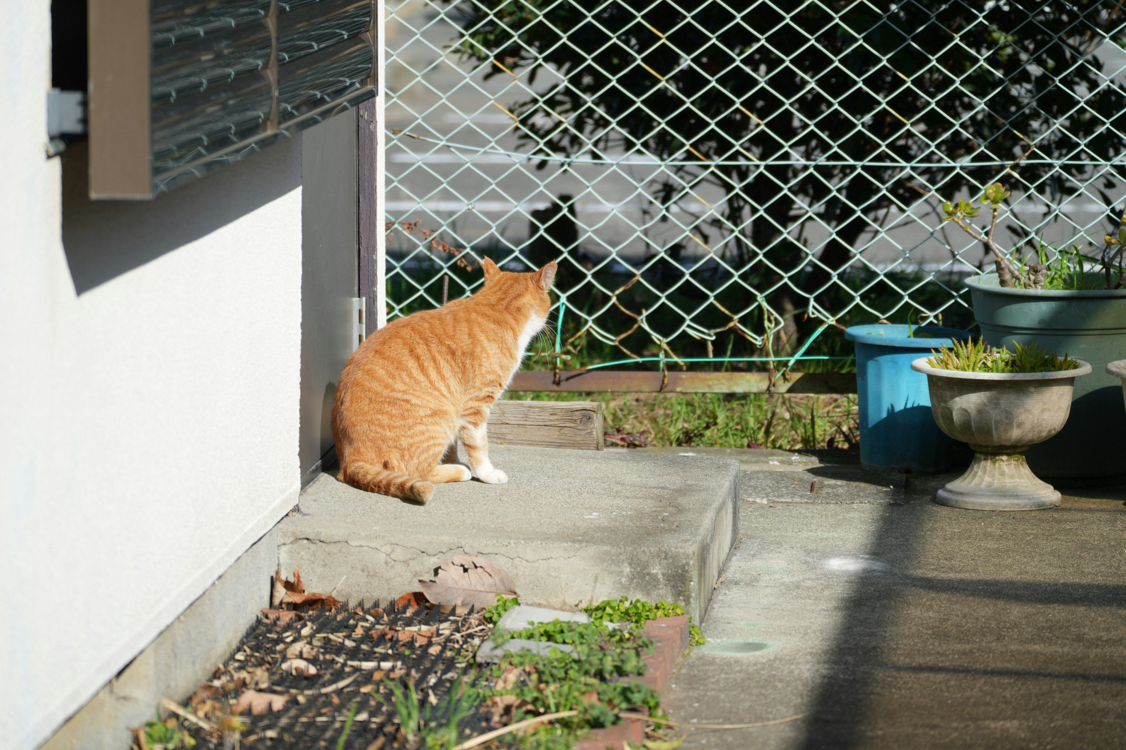 An orange cat sitting near a wall in a garden