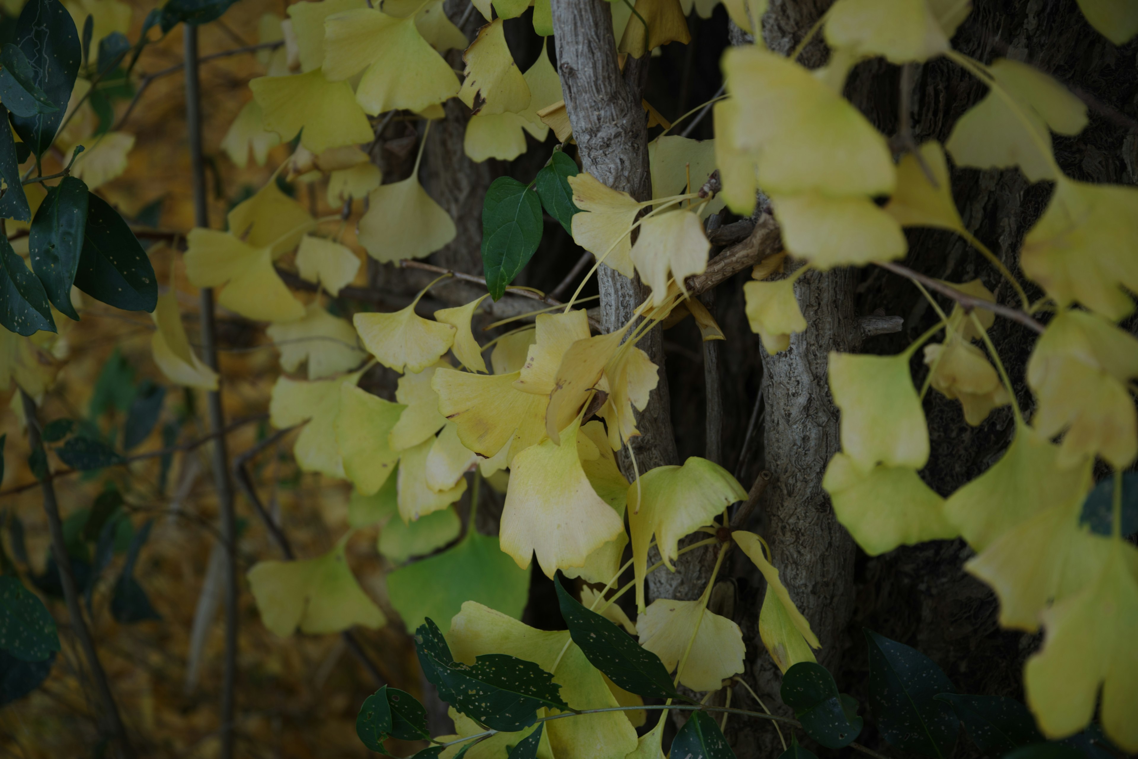 Primer plano de hojas de ginkgo amarillas mezcladas con follaje verde