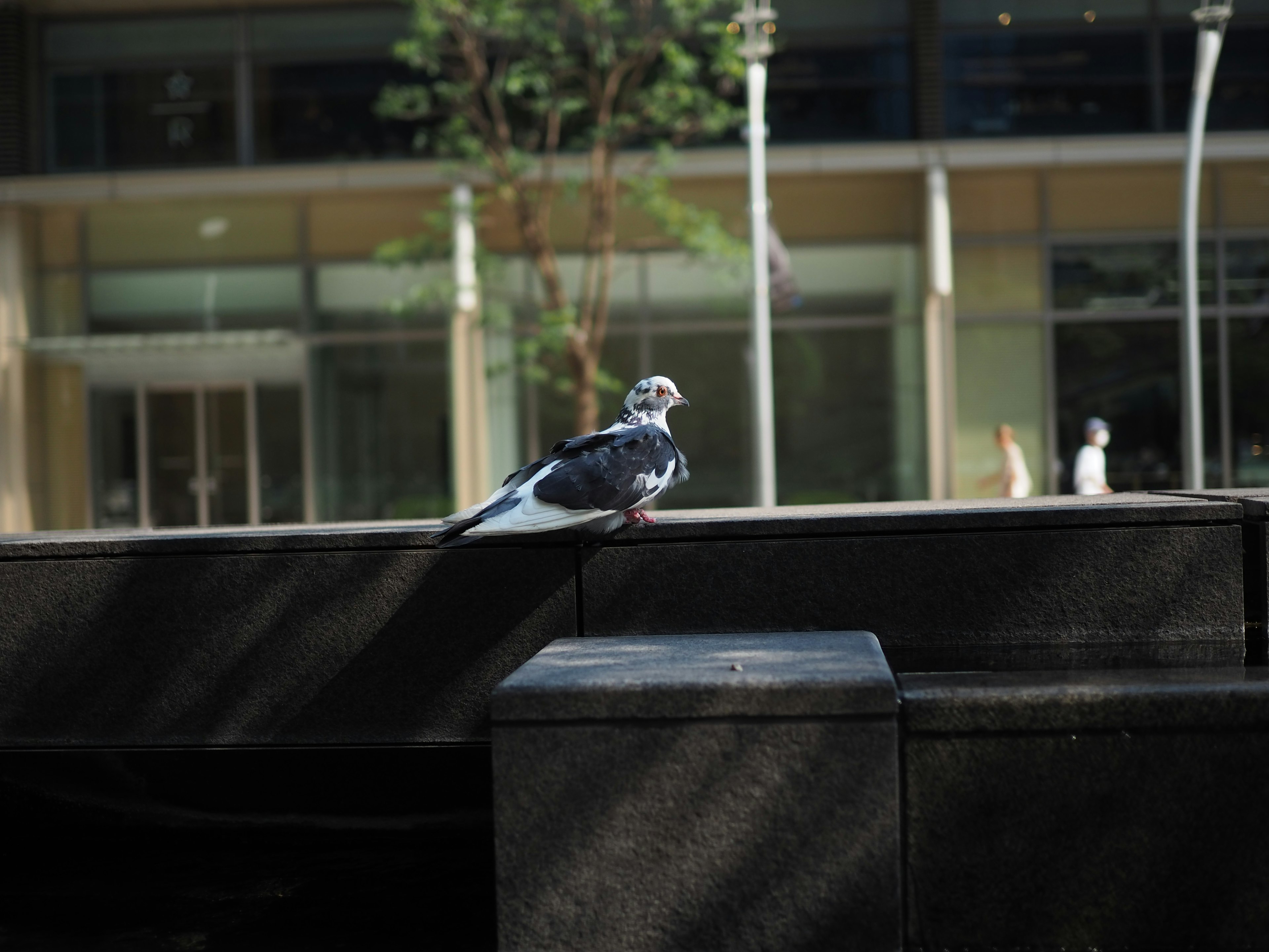 Side view of a pigeon perched on a park bench