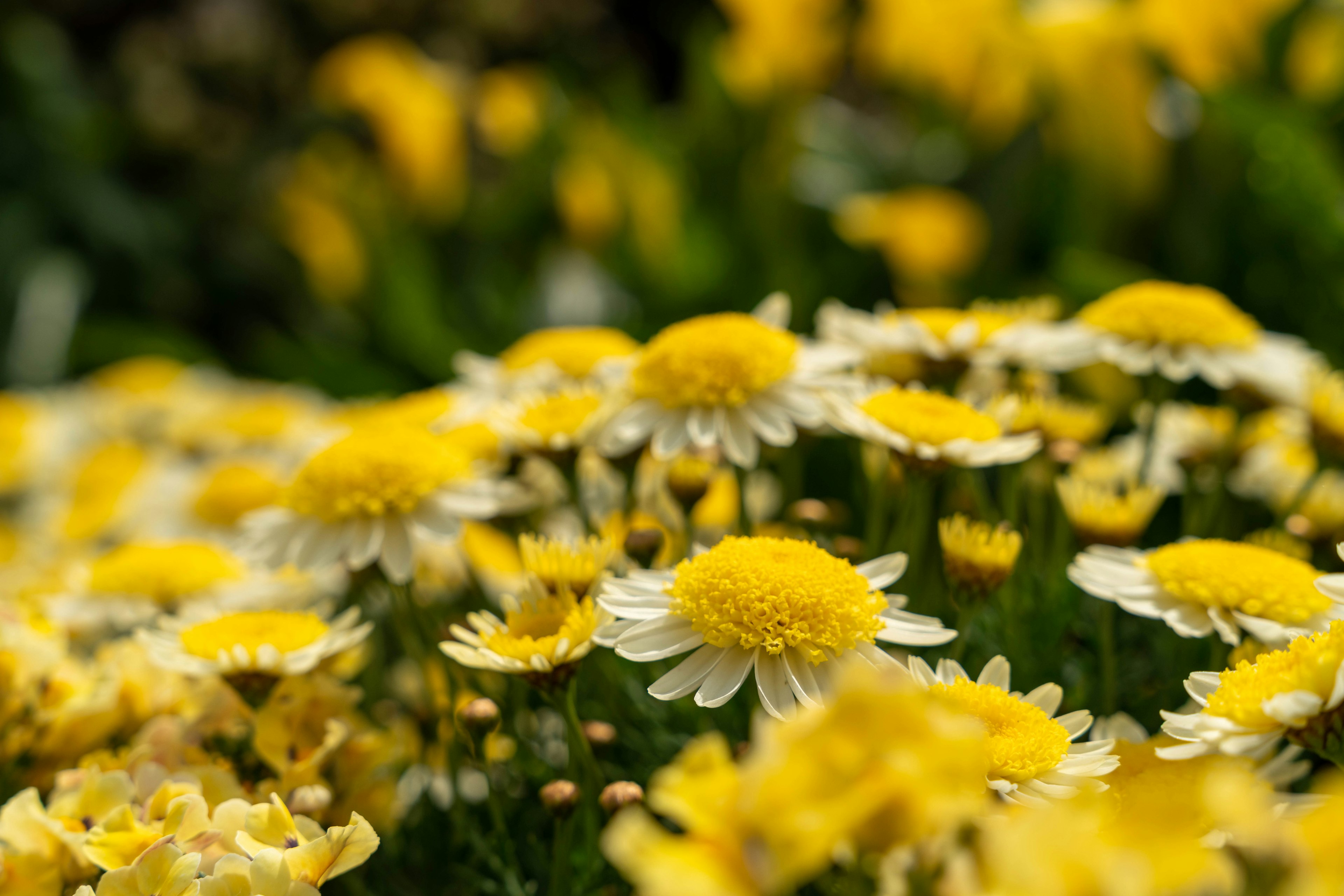 Gros plan de fleurs jaunes en fleurs dans un jardin