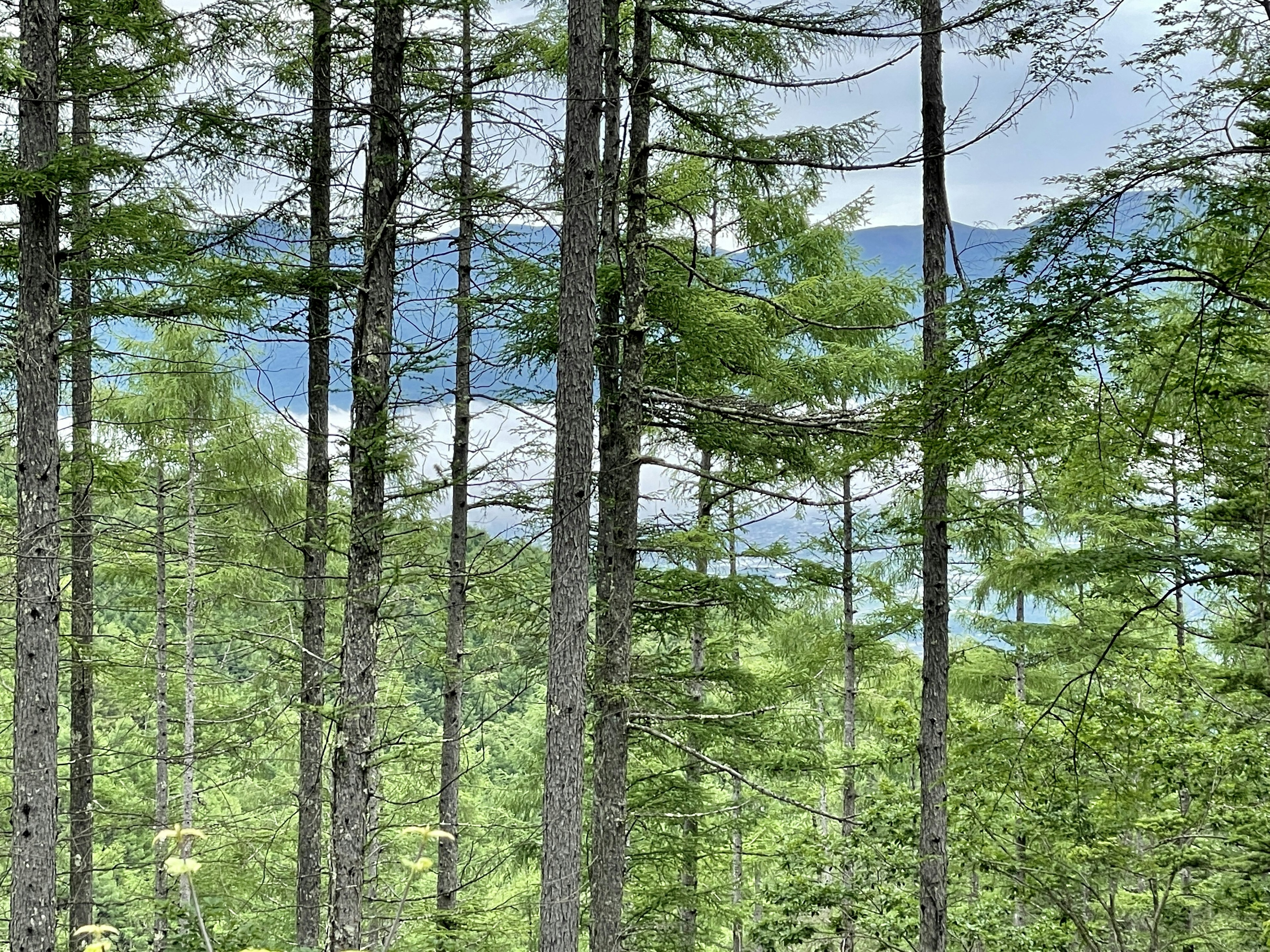 Pemandangan hutan dengan pohon-pohon tinggi dan gunung biru di kejauhan