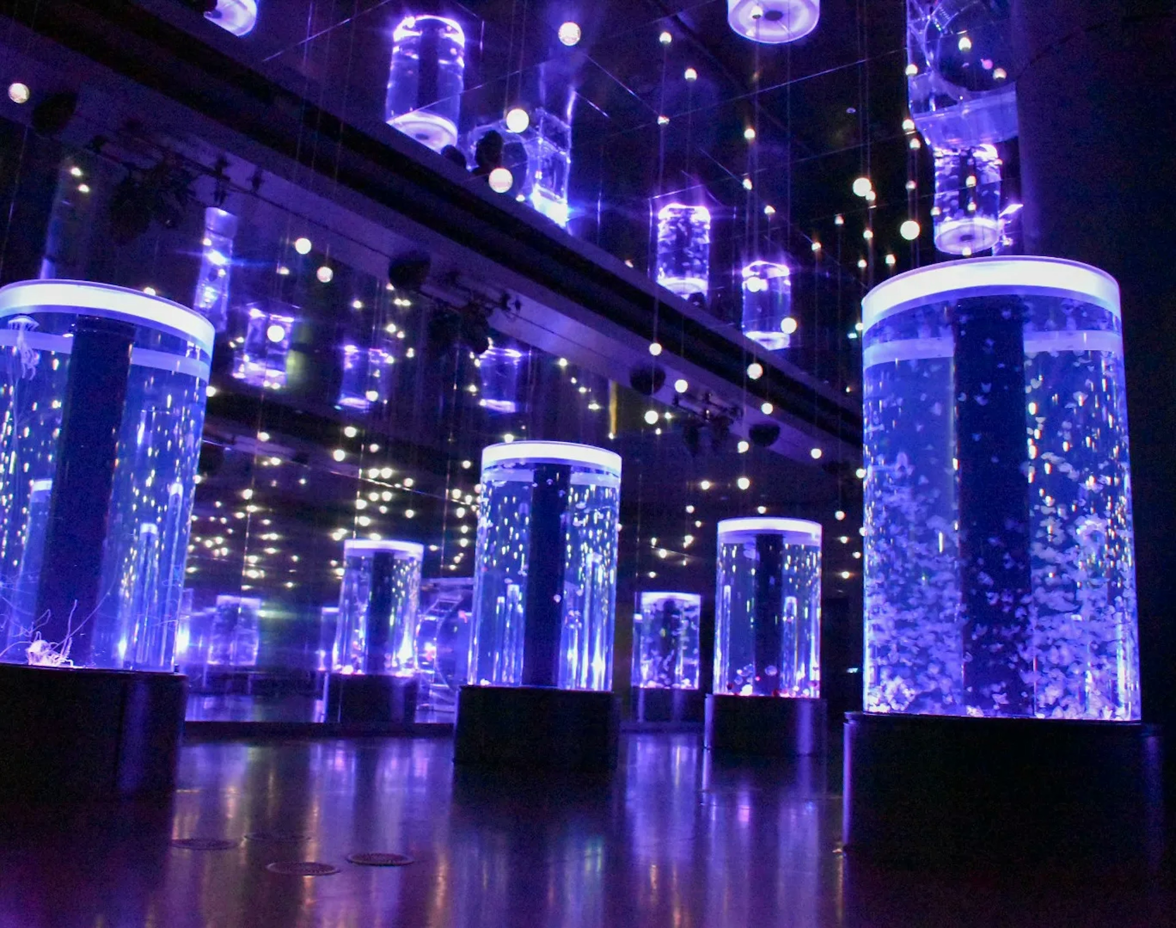 A mesmerizing space filled with illuminated aquariums featuring blue and purple lights