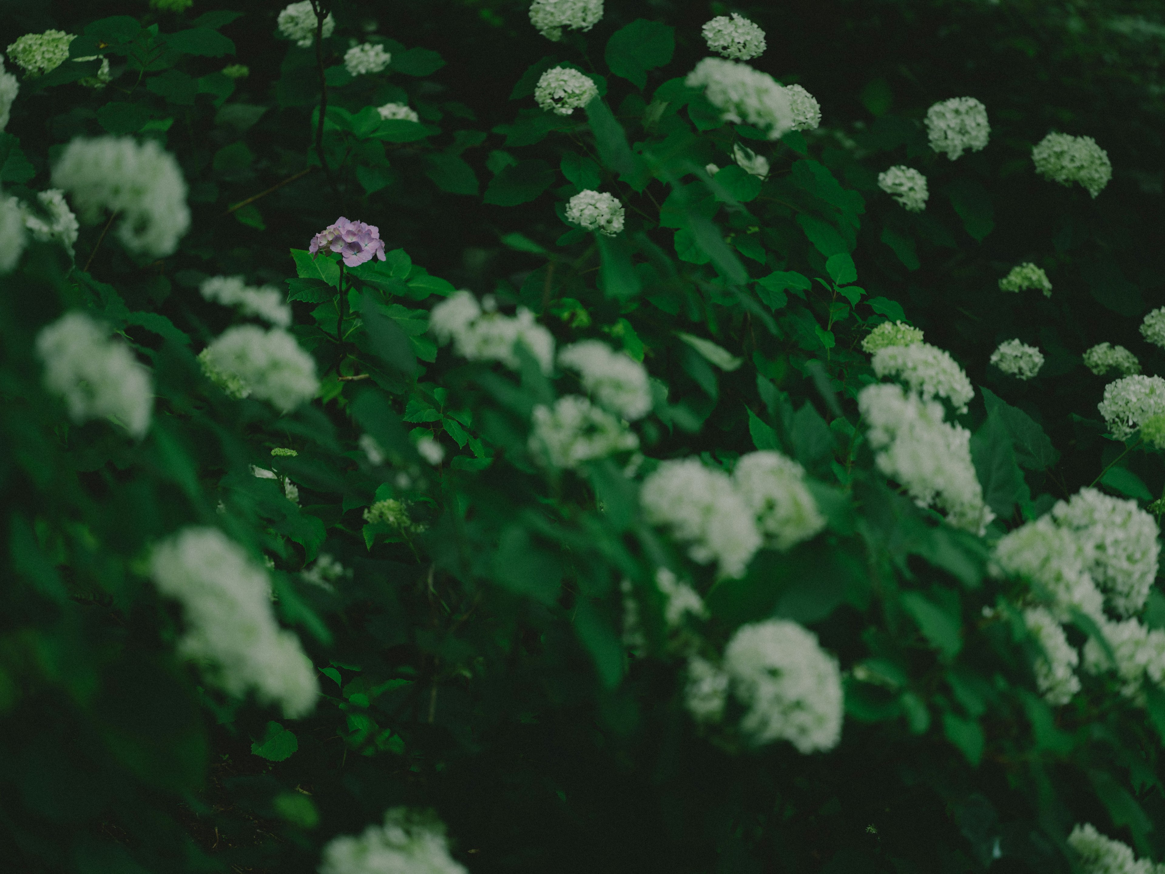 被绿色叶子包围的白色花朵和一朵紫色花的场景