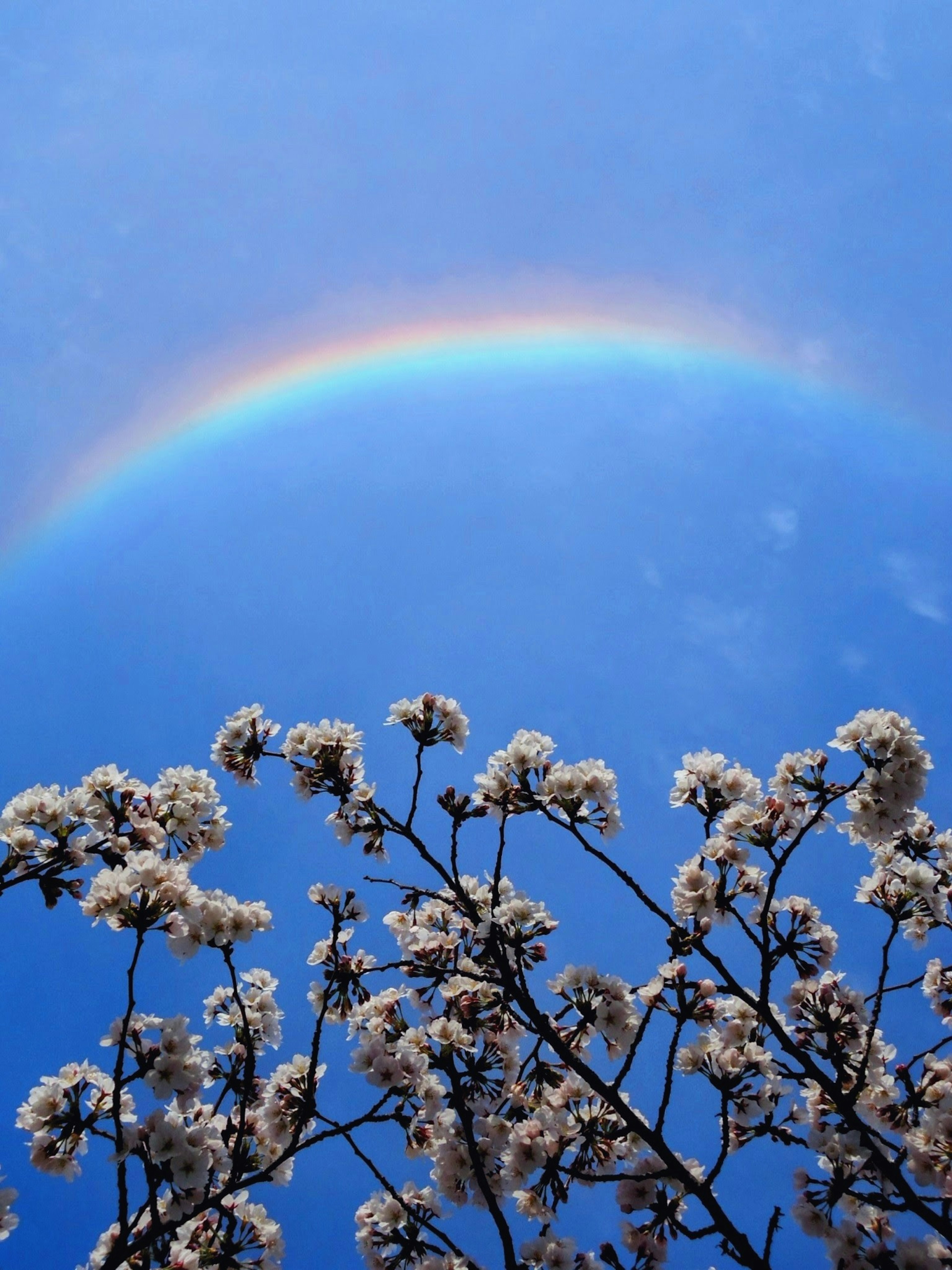 Pelangi di langit biru dengan cabang berbunga