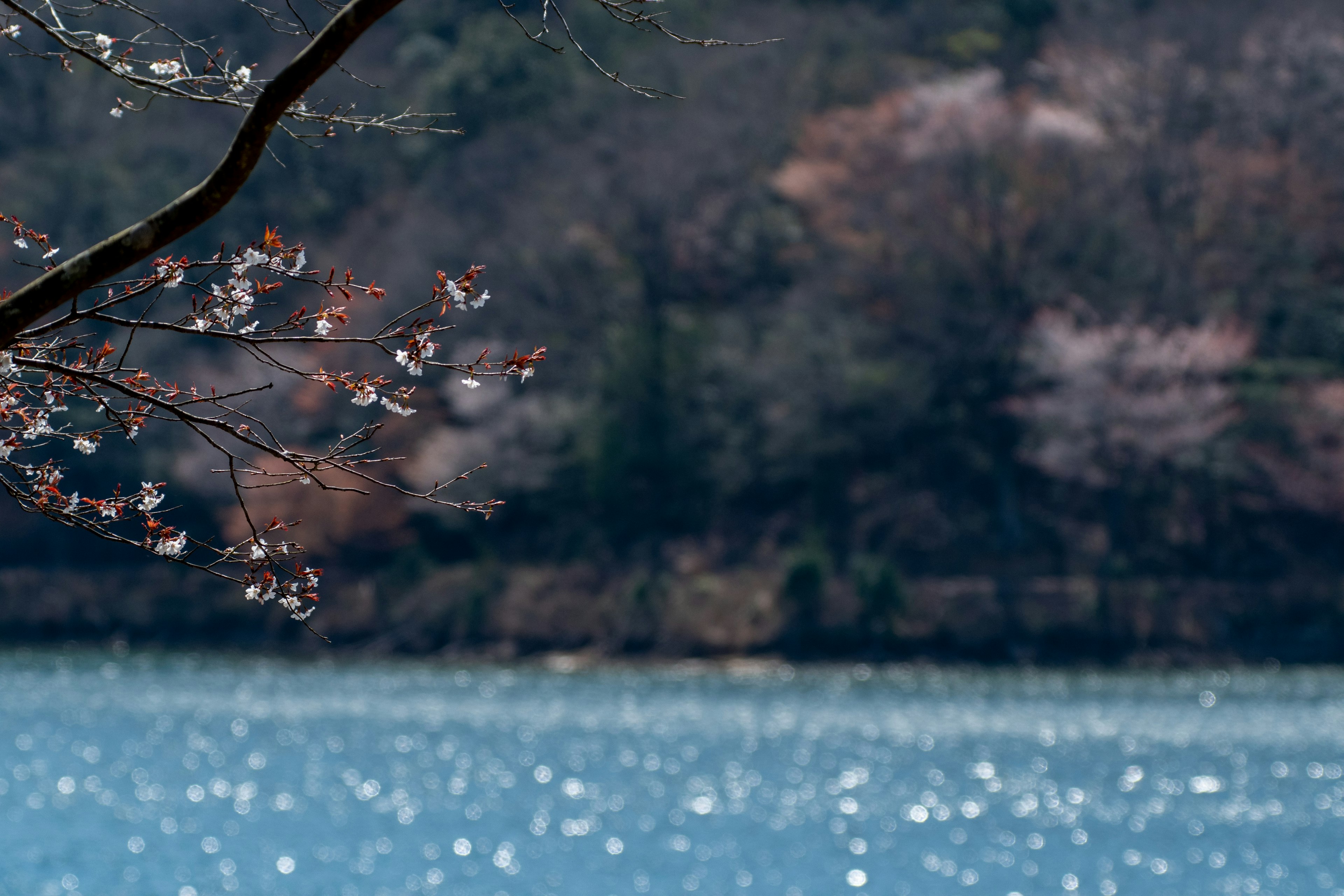 Pemandangan cabang bunga sakura yang memantulkan di danau berkilau