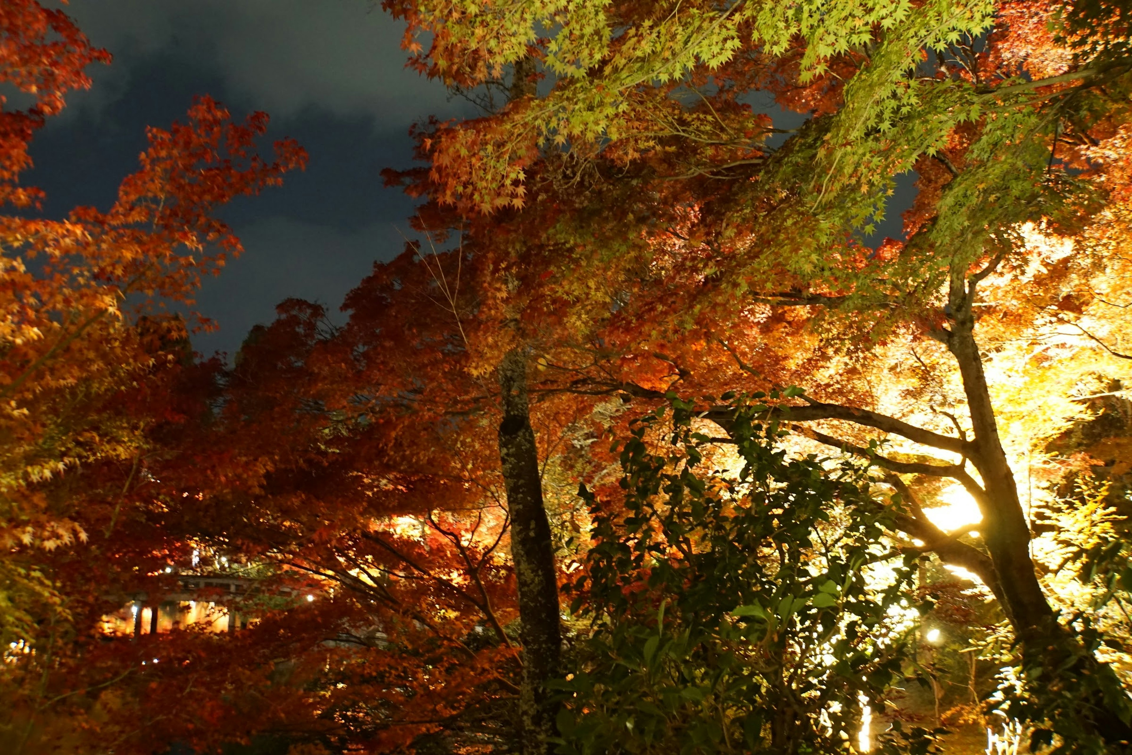 Hermosa escena de árboles de follaje otoñal iluminados por la noche