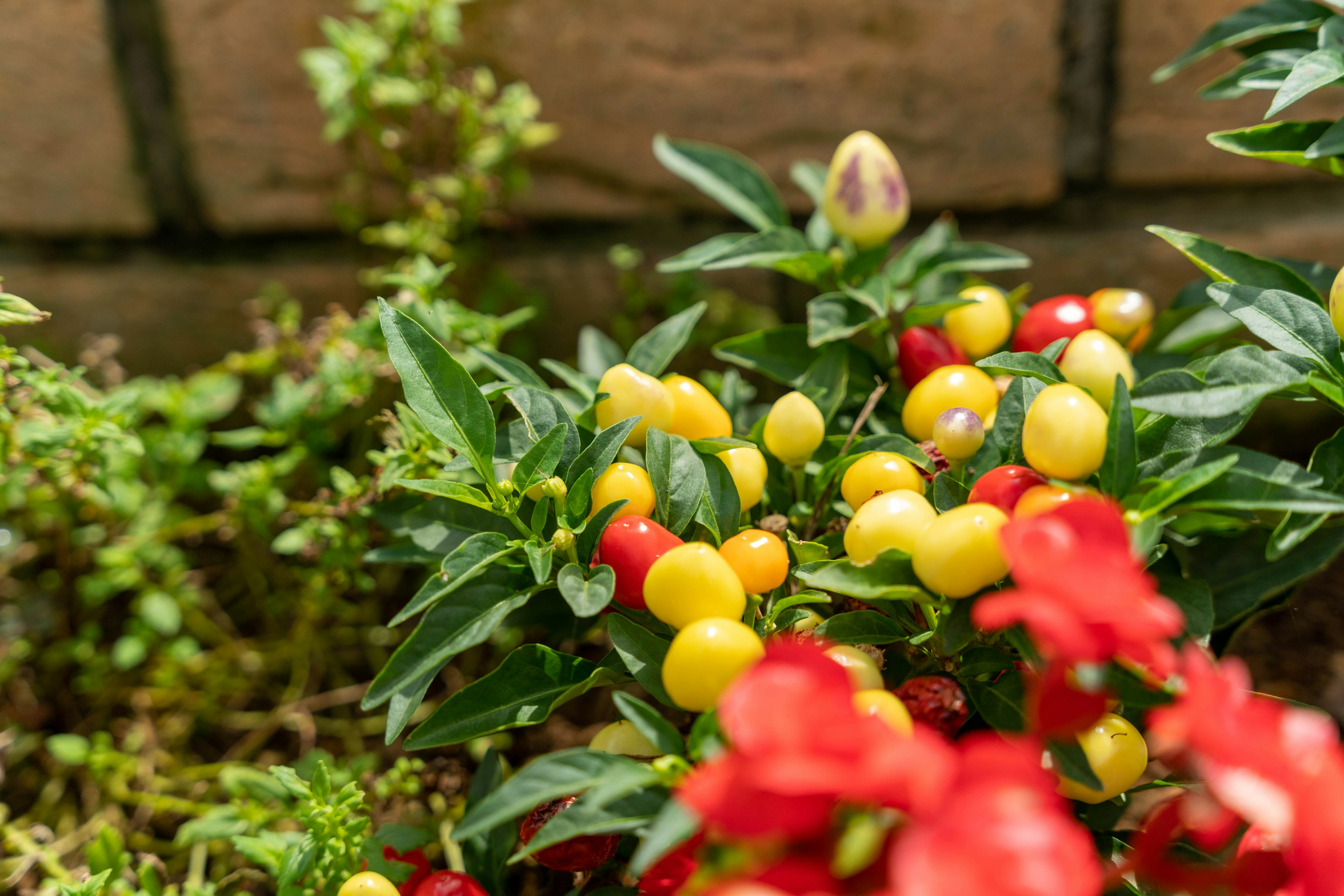 Primer plano de una planta con frutos coloridos y flores rojas