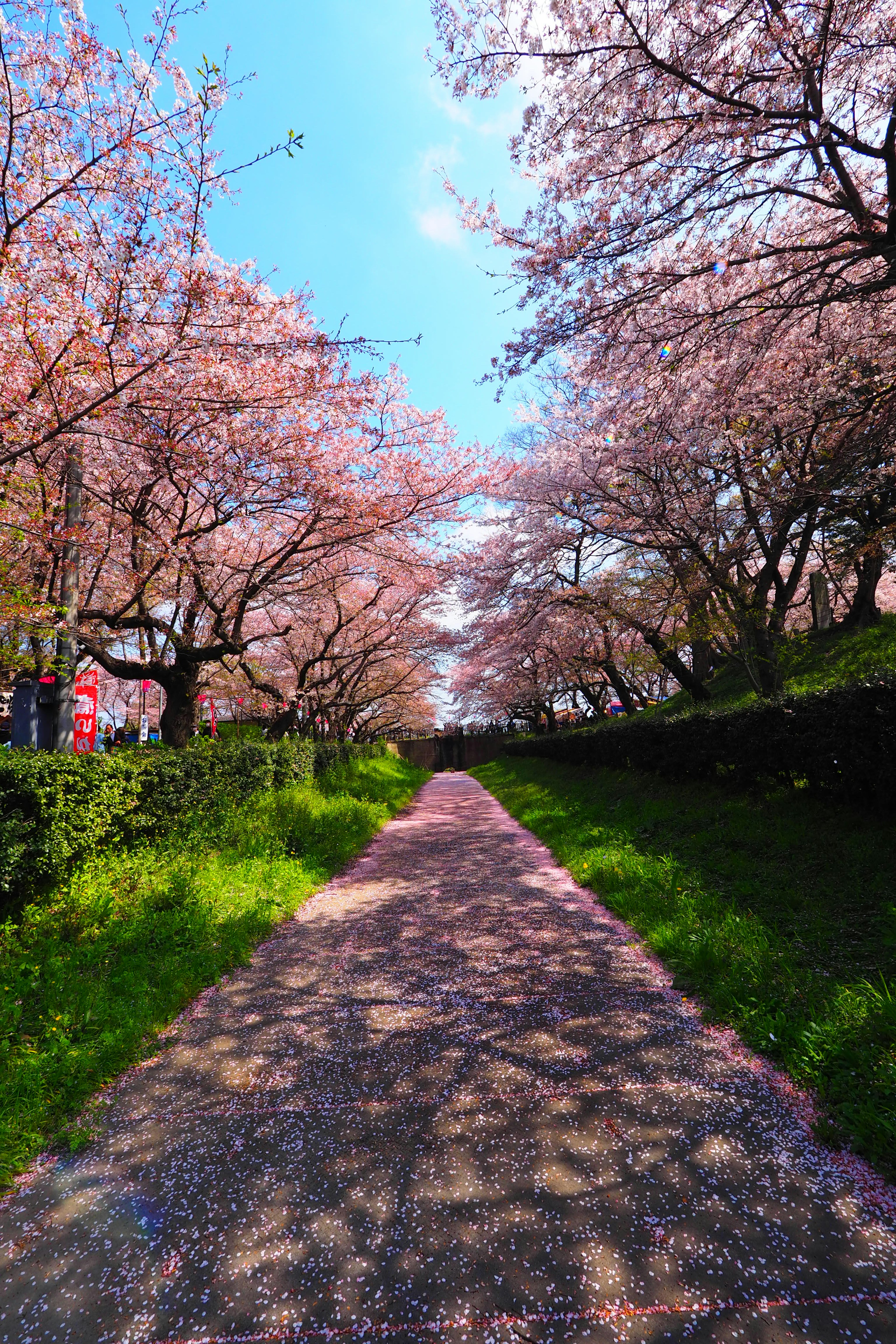 Pathway lined with cherry blossom trees and blue sky