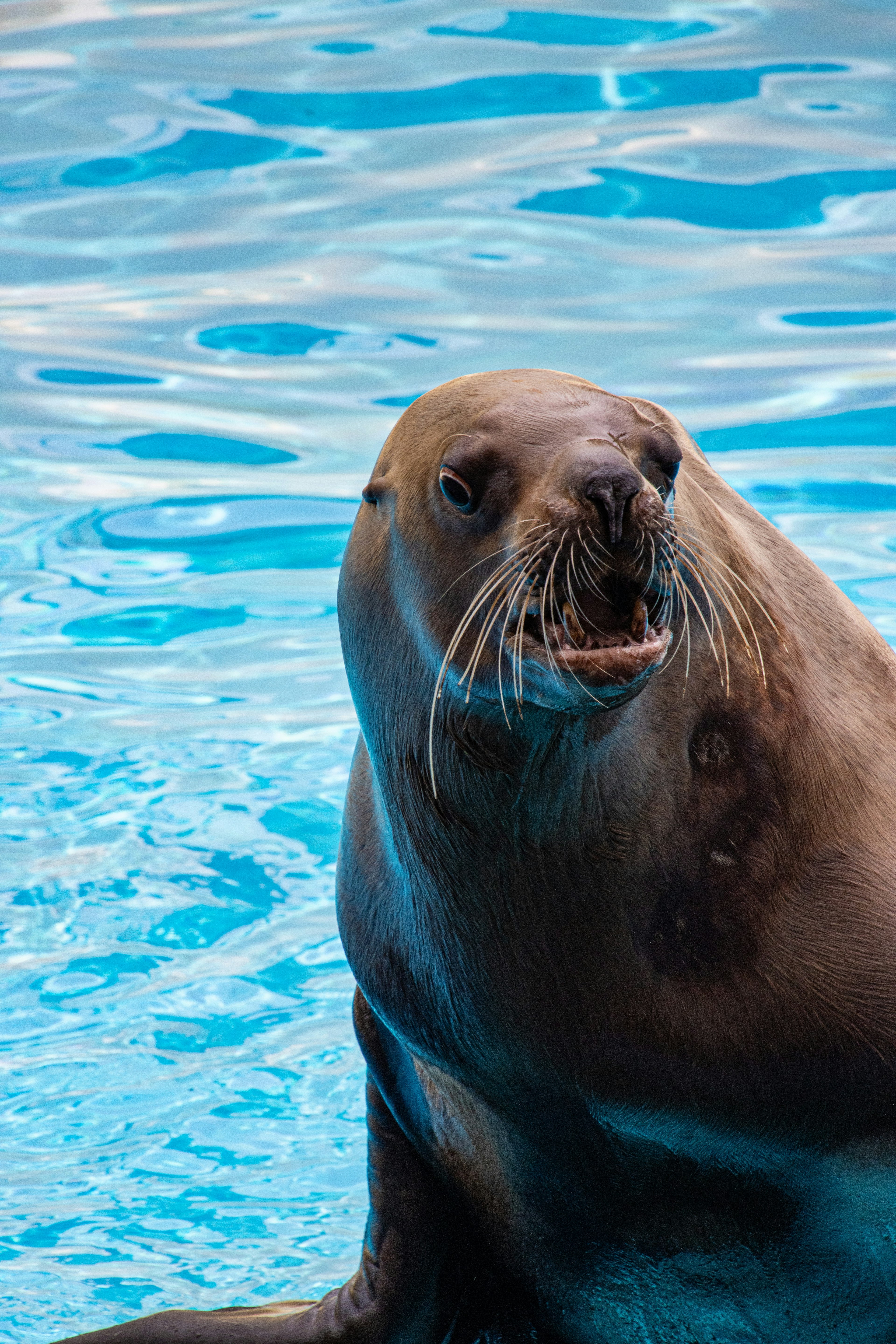 Gros plan d'un lion de mer avec un fond aquatique