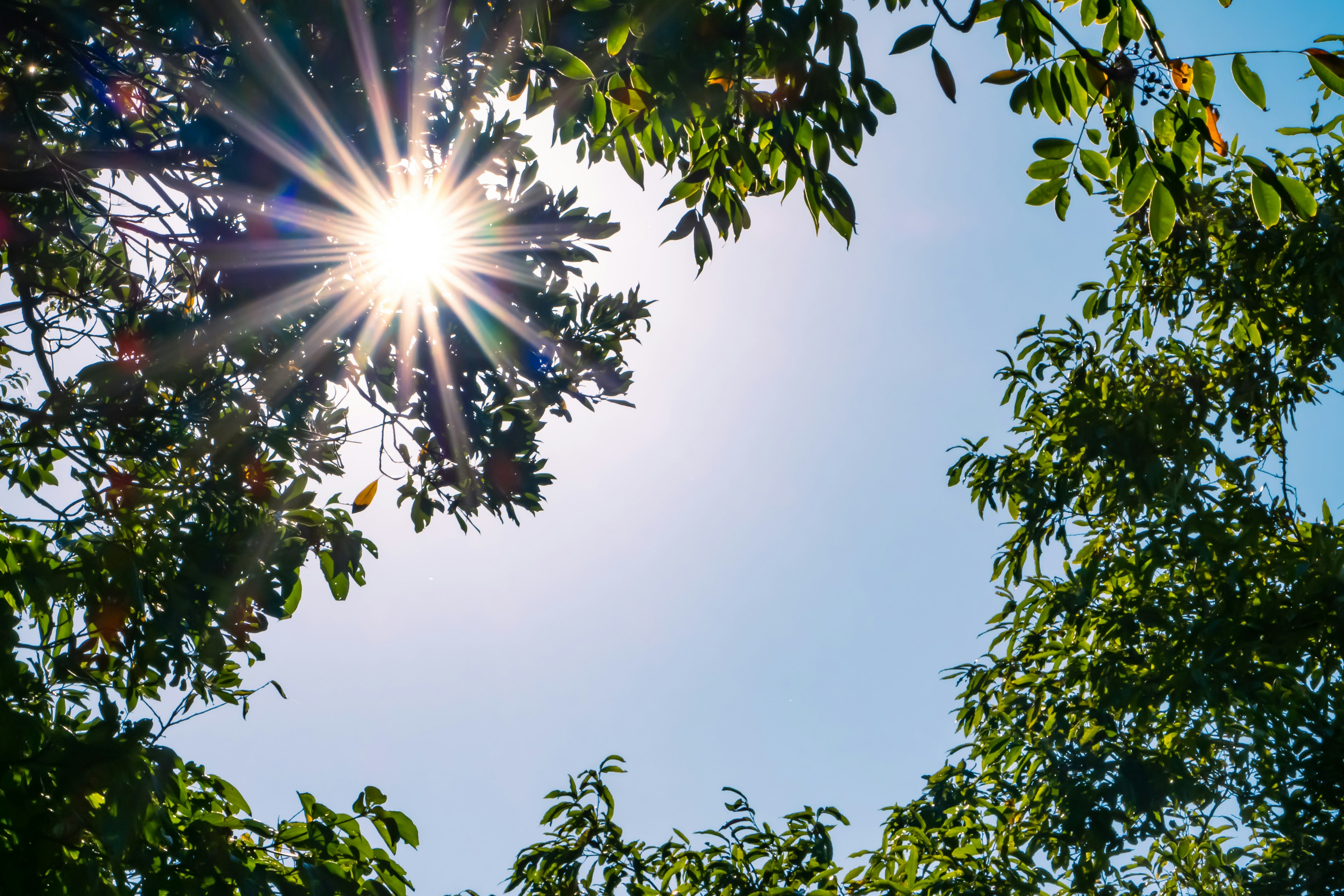 Luce solare che filtra tra gli alberi con un cielo blu chiaro