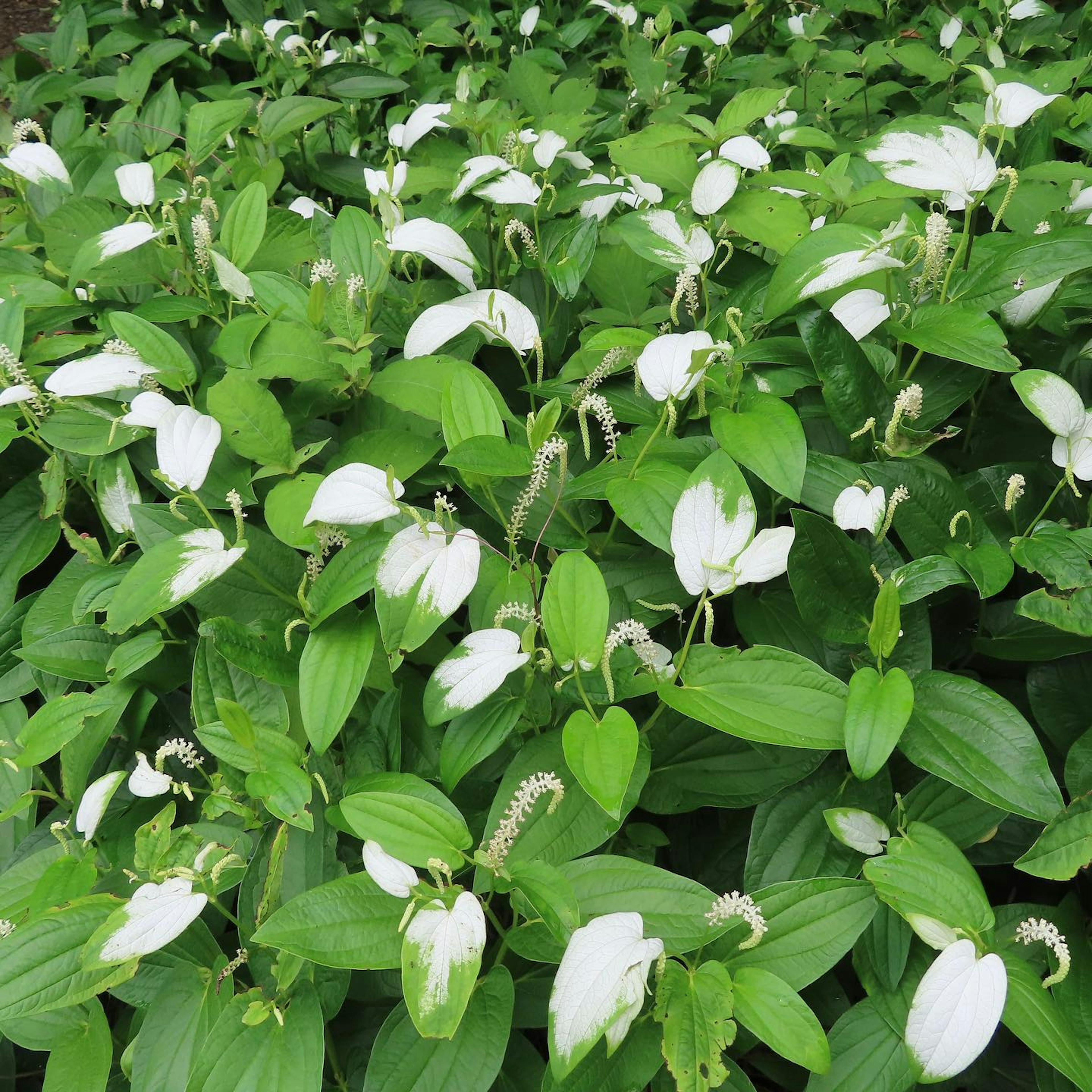 Un dense groupe de fleurs blanches entourées de feuilles vertes