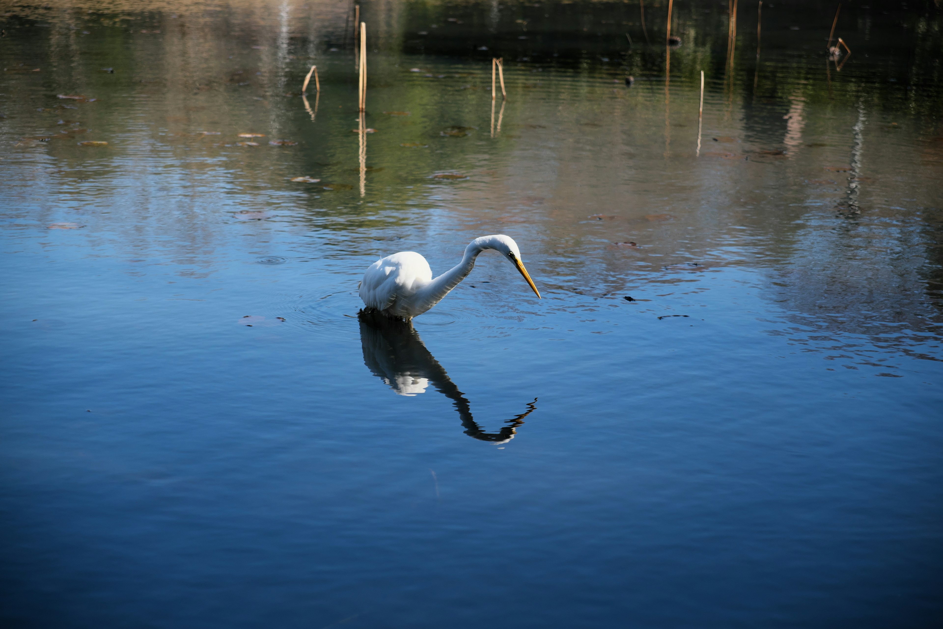 Airone bianco che si immerge in uno stagno tranquillo con riflesso