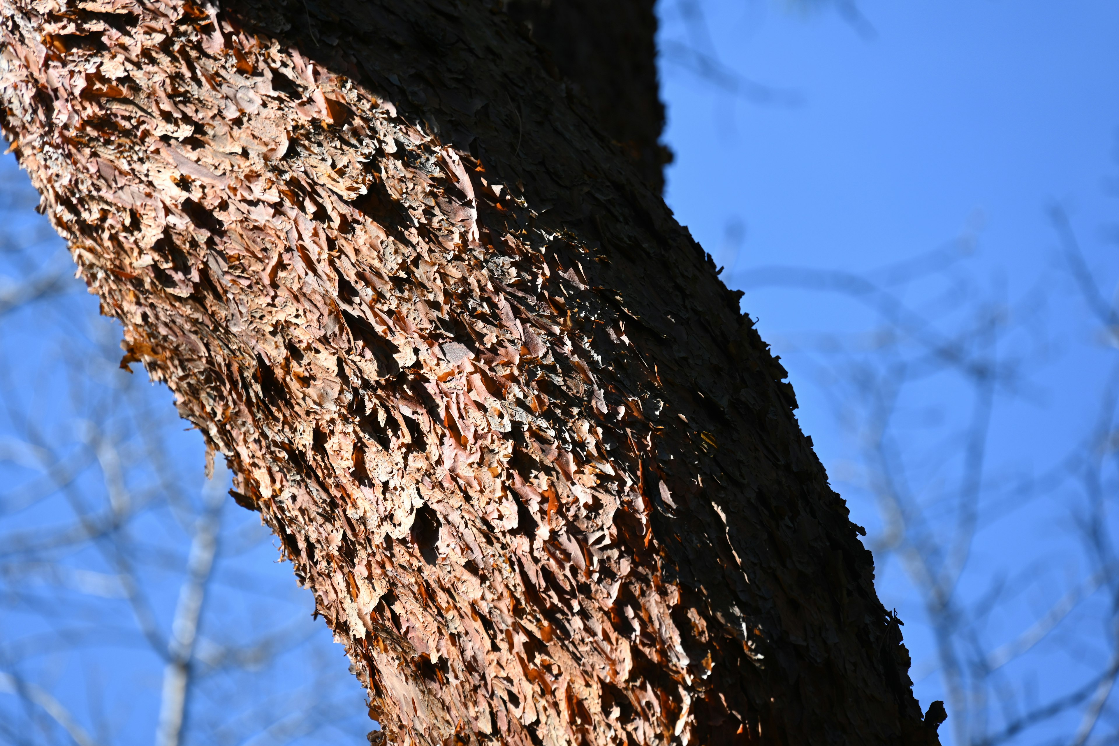 Foto en primer plano de un tronco de árbol mostrando corteza rugosa contra un cielo azul