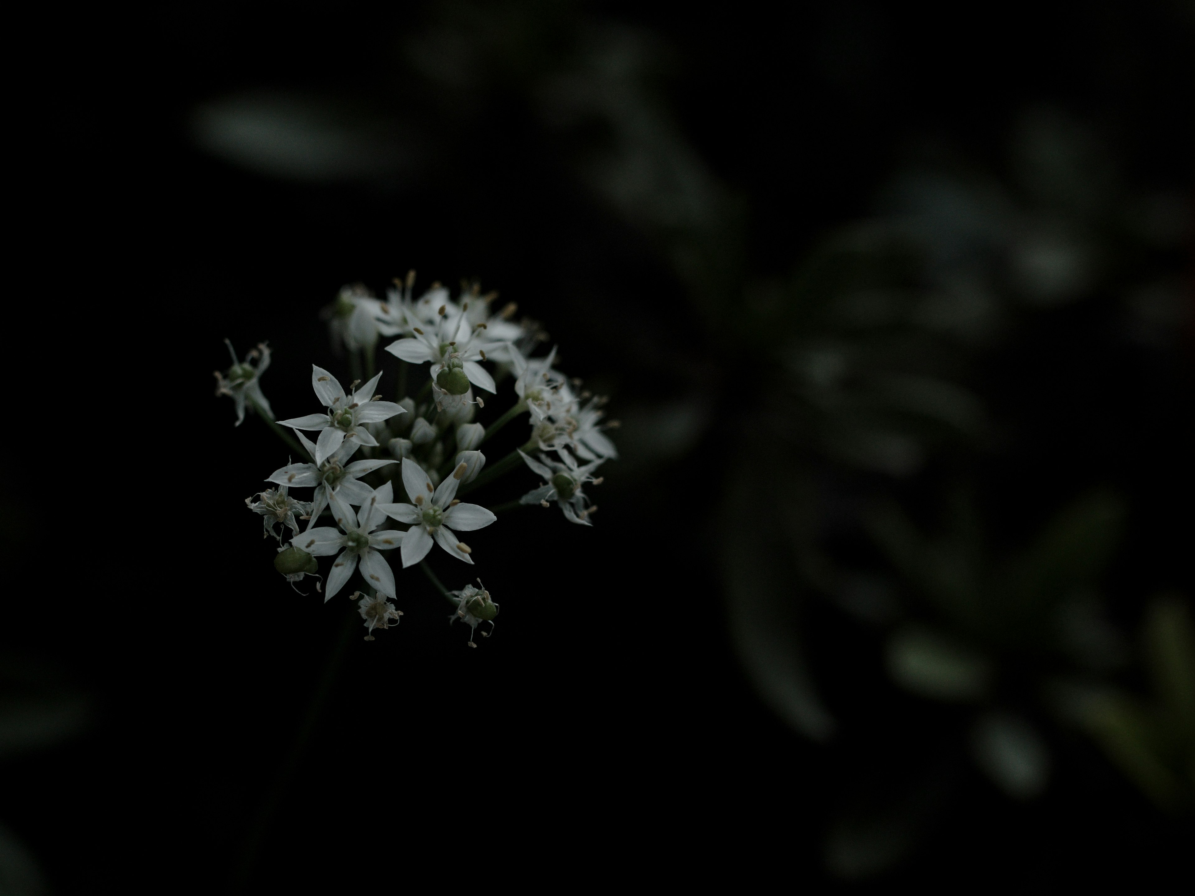 Pequeñas flores blancas floreciendo sobre un fondo oscuro