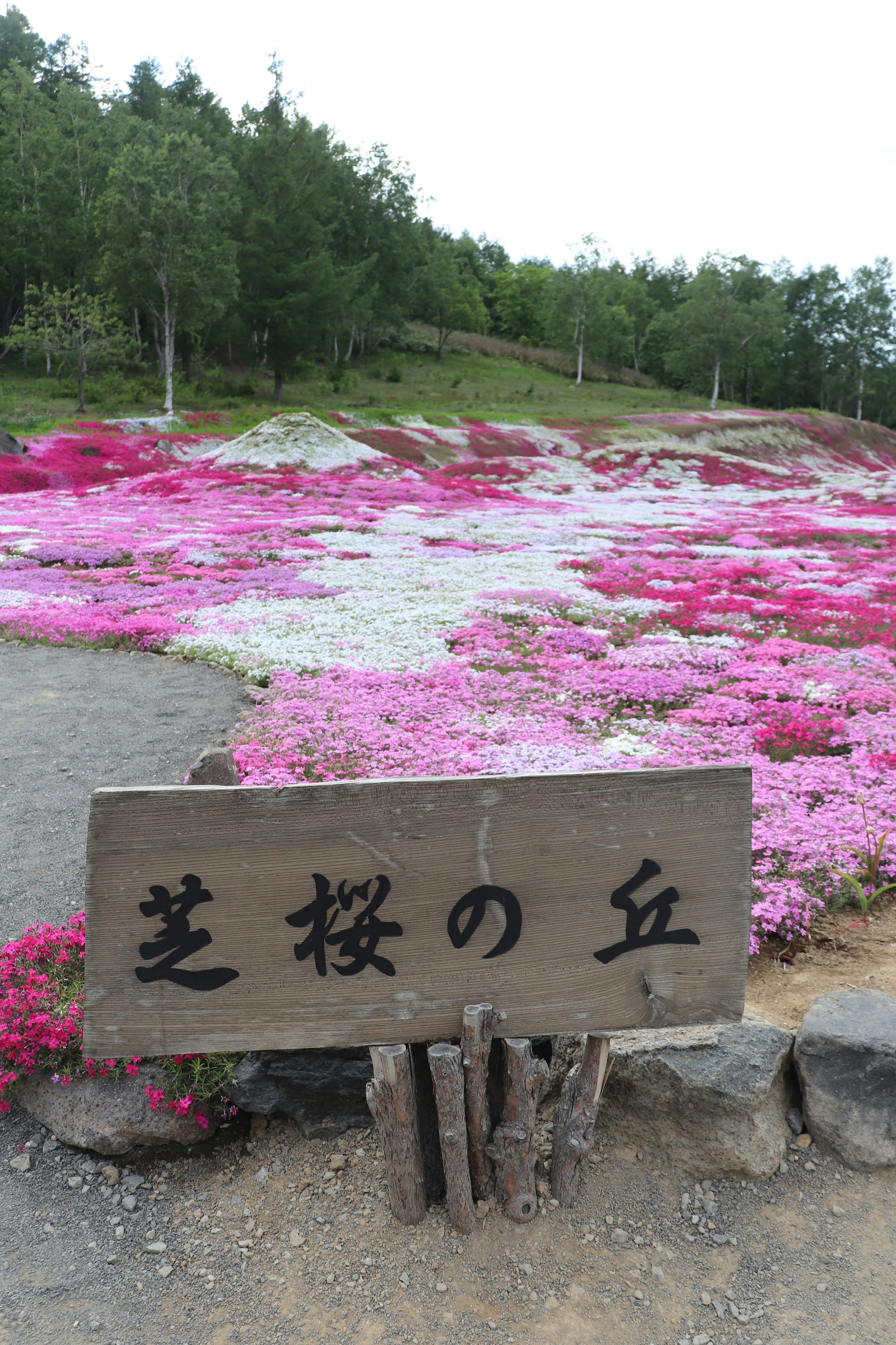 Panneau de la colline de Shibazakura avec des fleurs de mousse rose vives