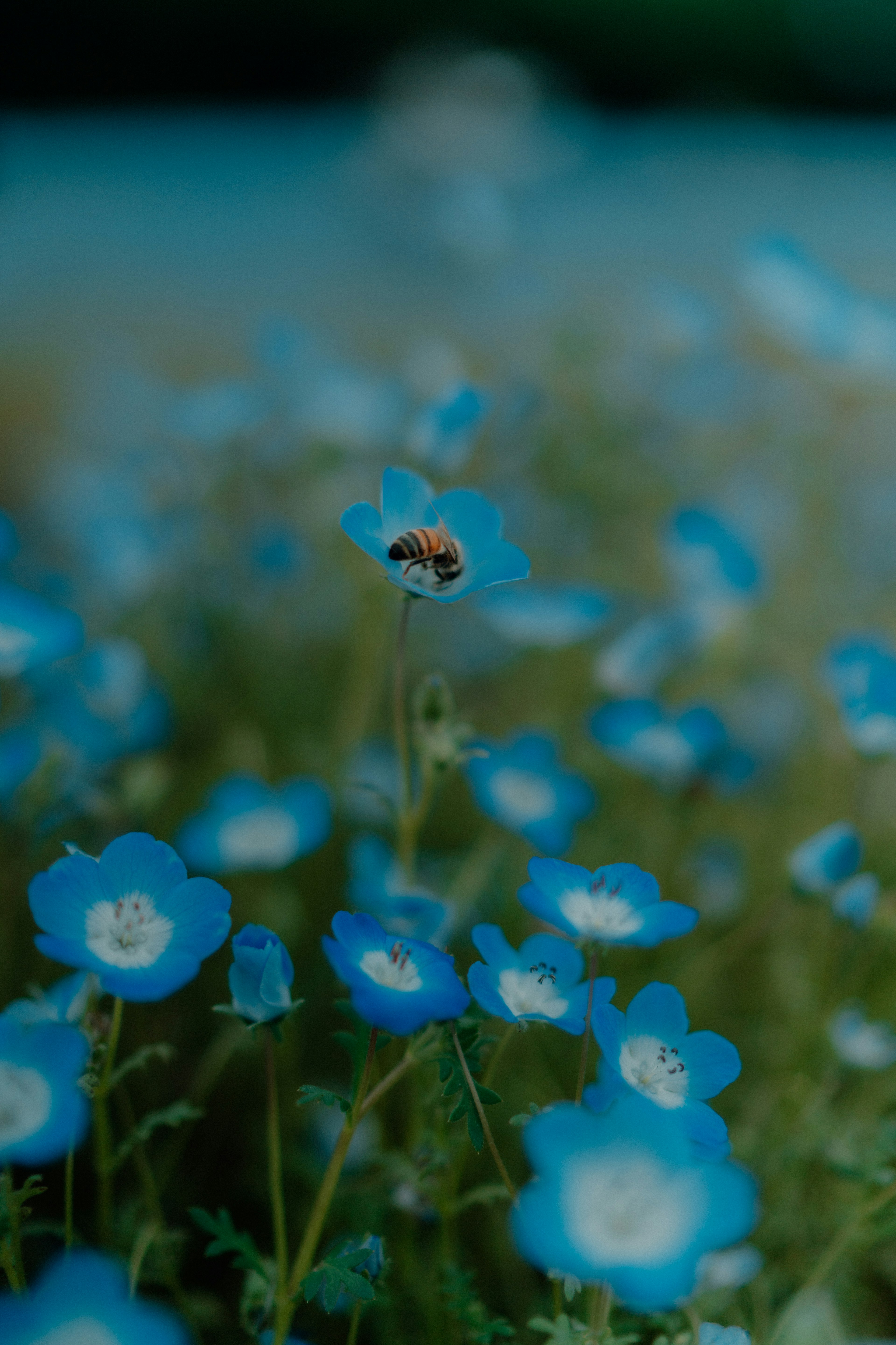 Close-up of blue flowers with a bee