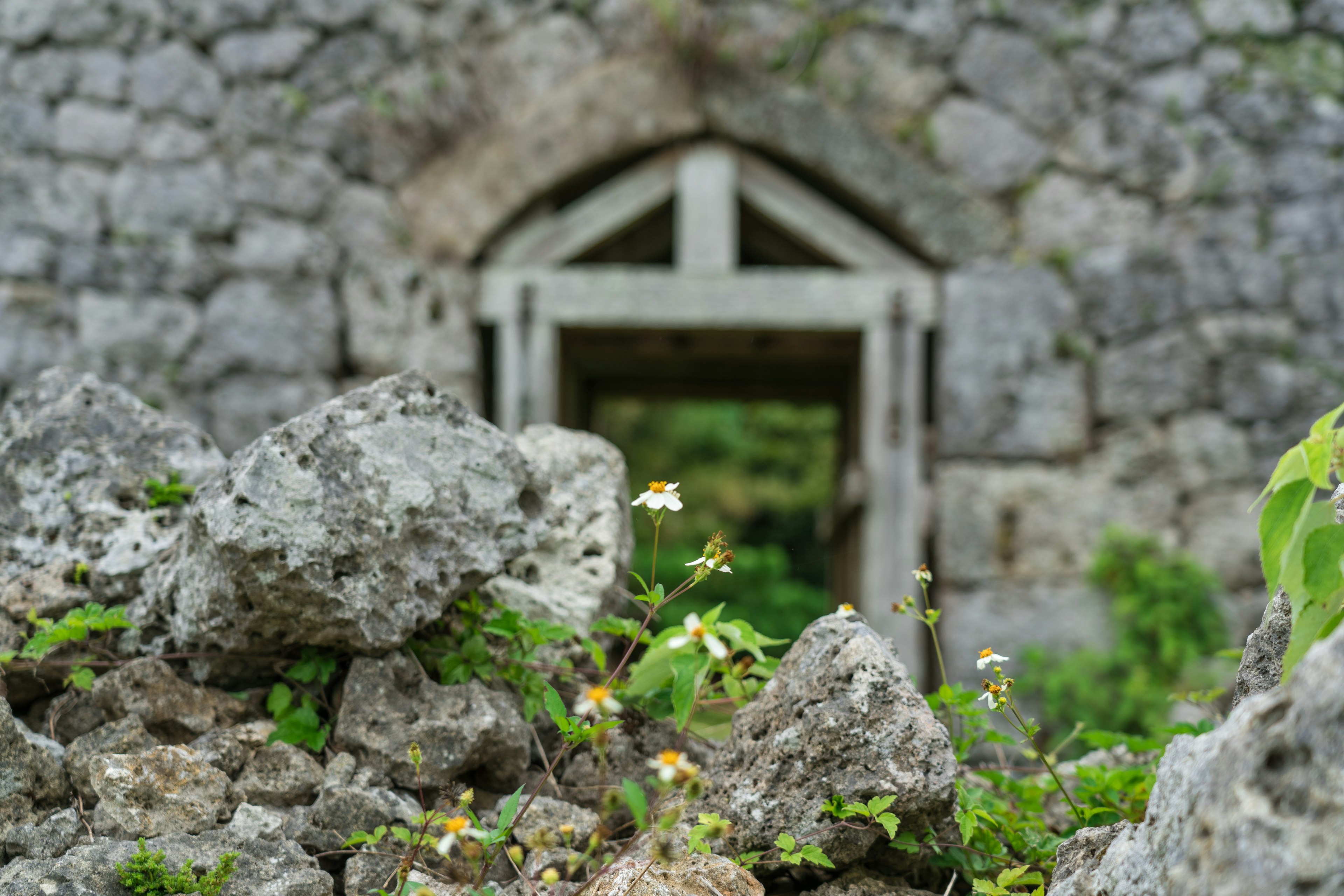 石造りの壁の間にある古い木の扉の風景 鮮やかな緑の植物と小さな花が周囲に見える