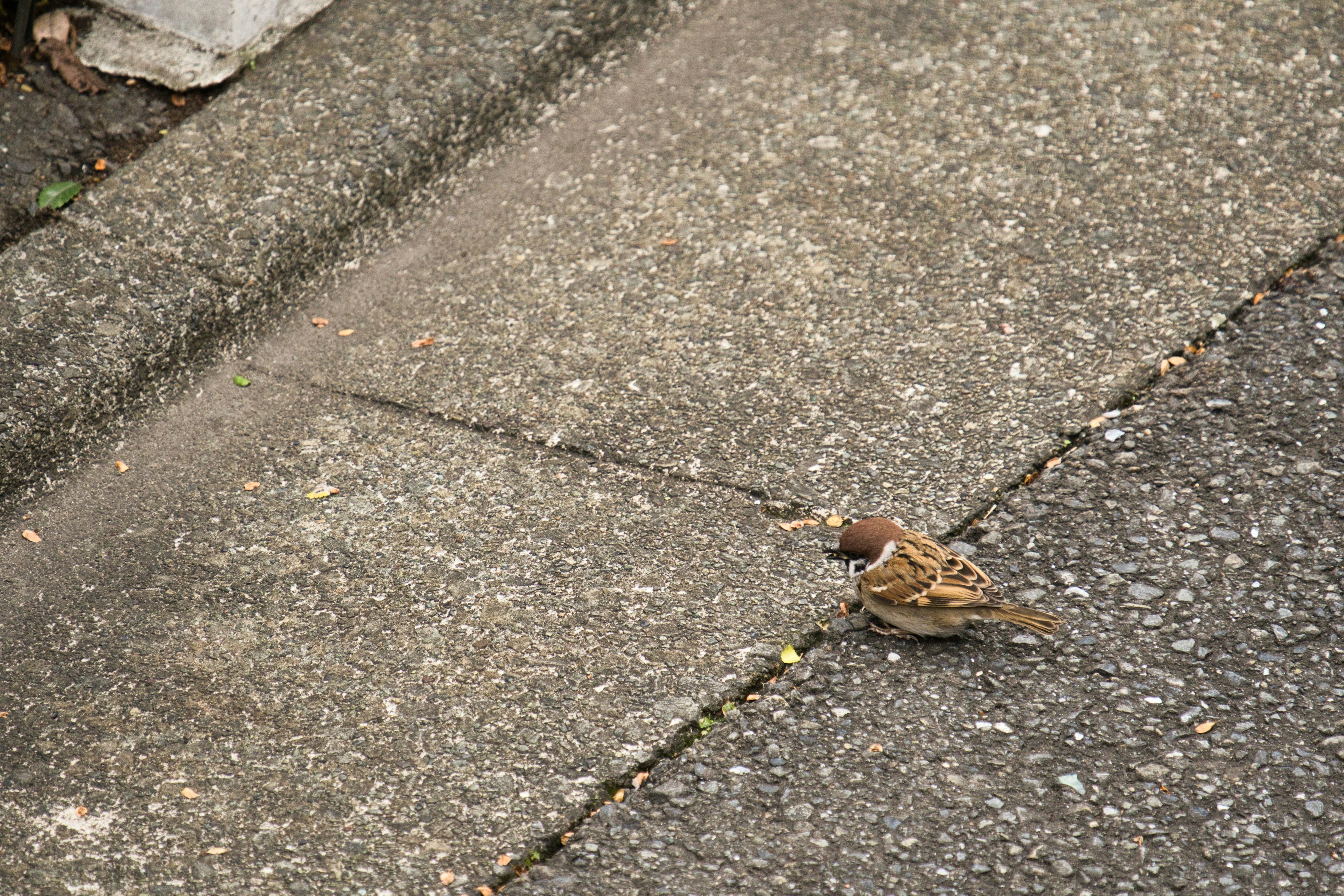 kleiner brauner Vogel auf dem Gehweg