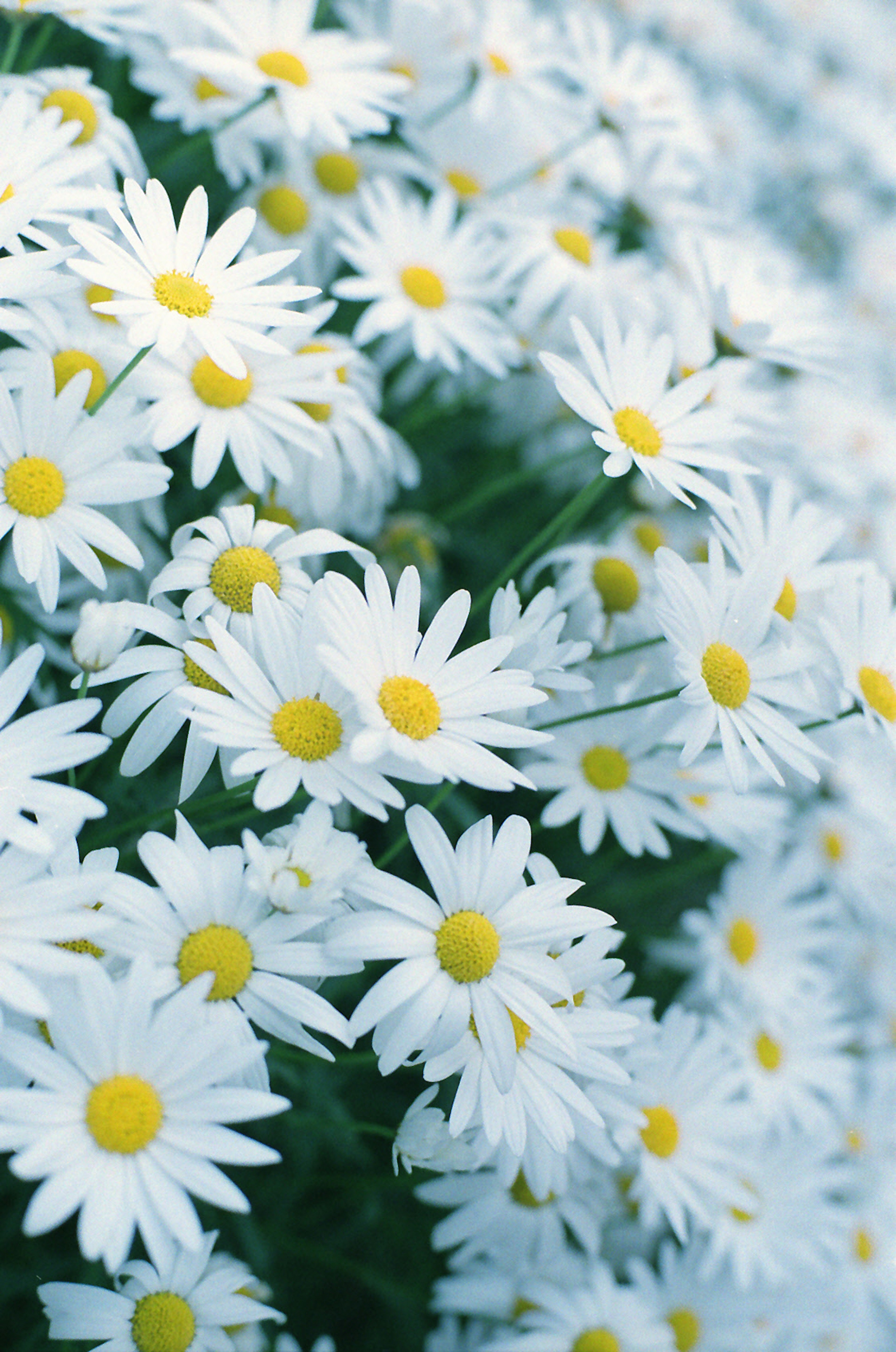 Un campo de margaritas blancas en flor con centros amarillos