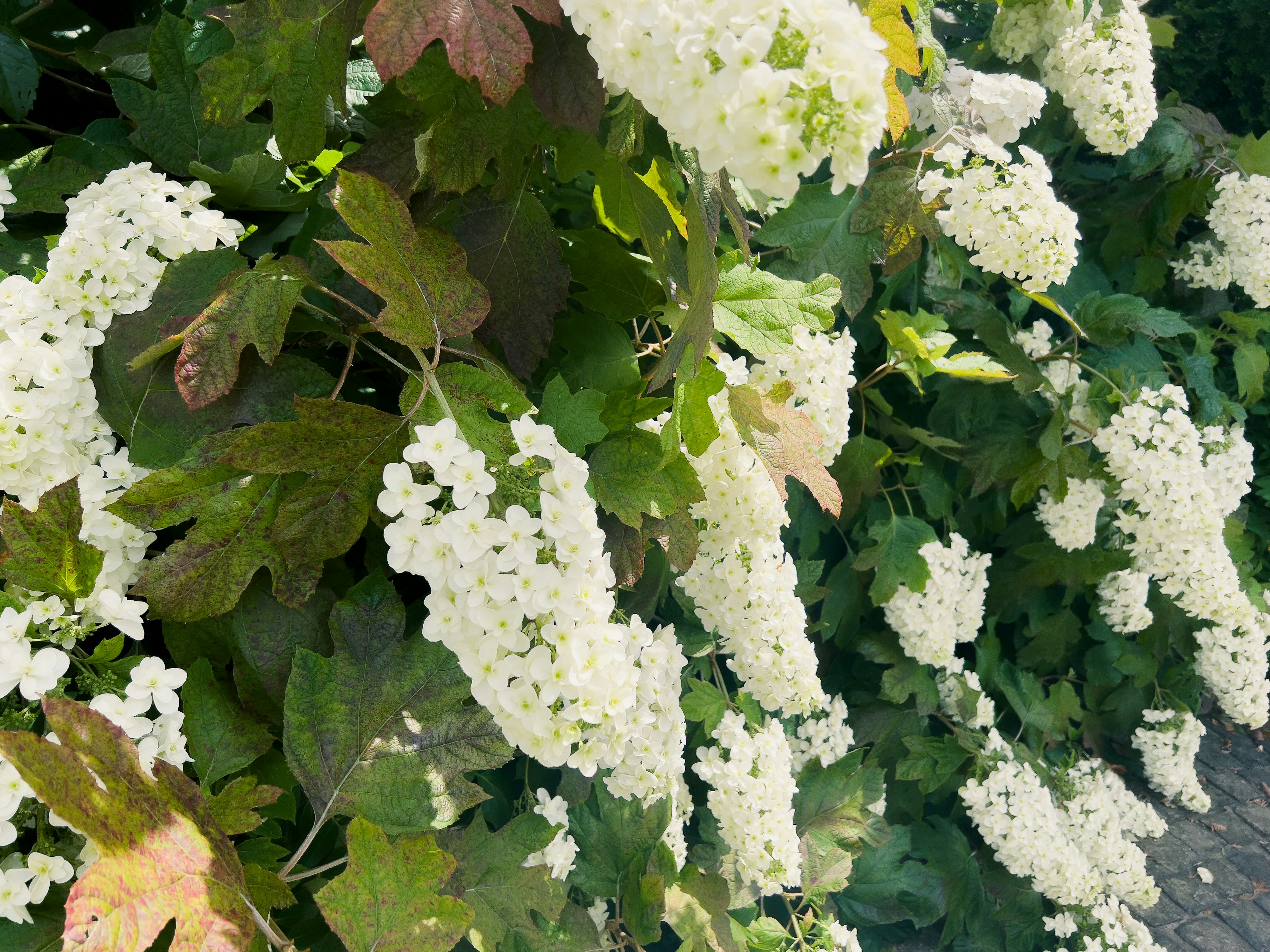 白い花が咲く植物のクローズアップ 緑の葉と混ざっている