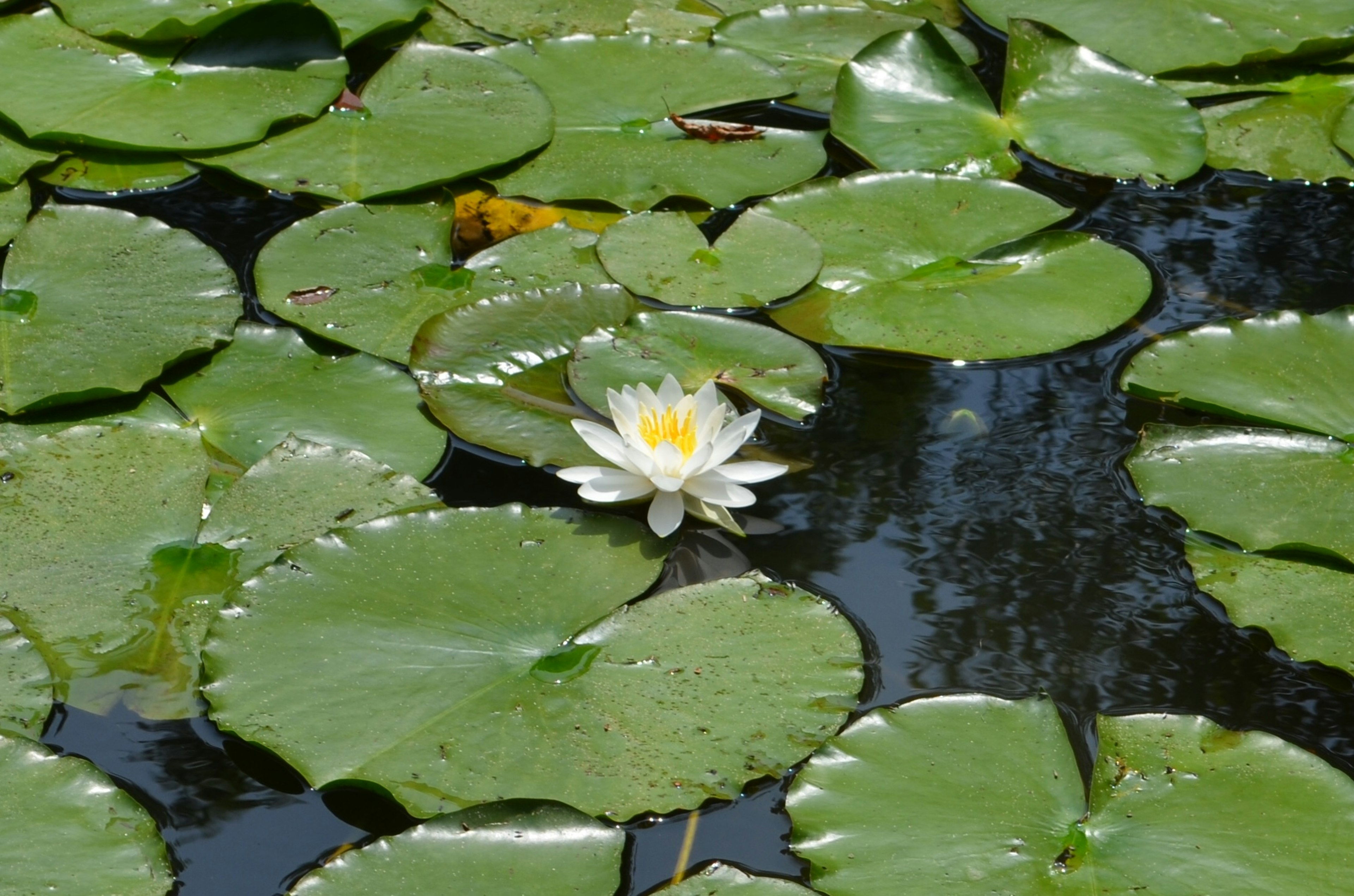 Lirio blanco floreciendo entre hojas de nenúfar verde