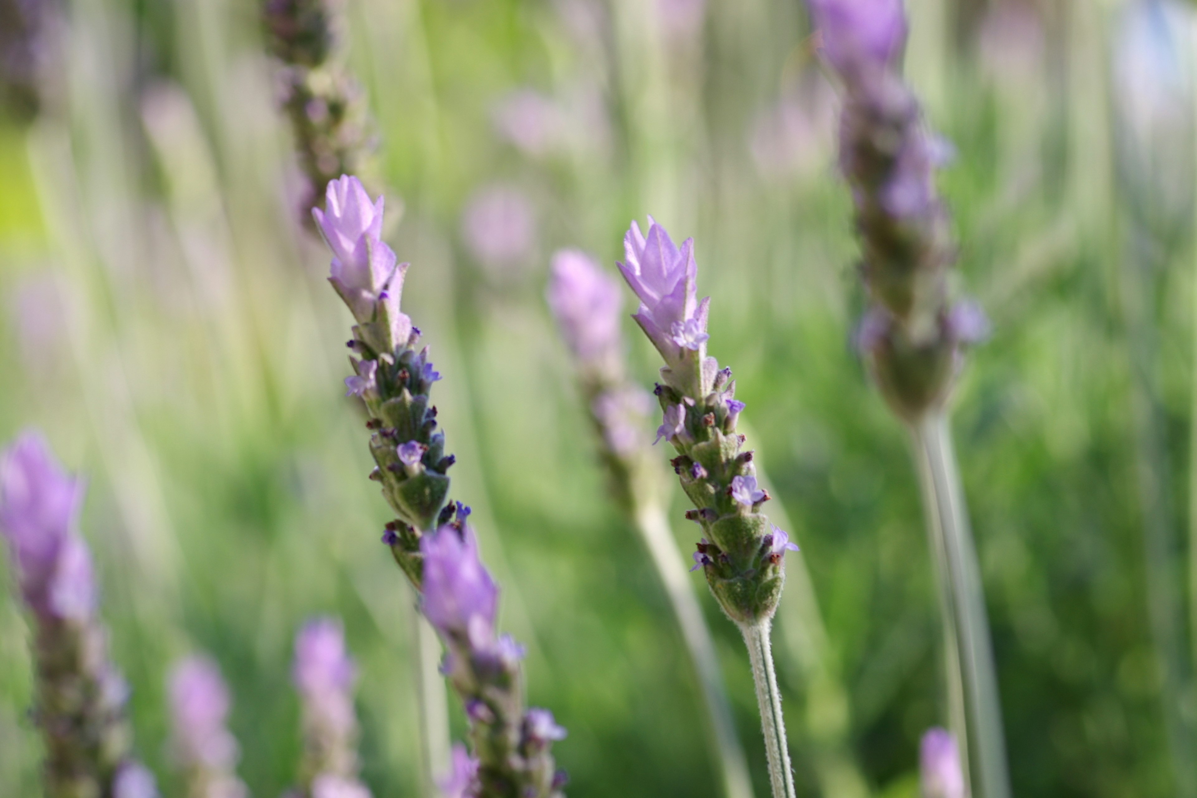 Lavender flowers in soft purple hues against a green background