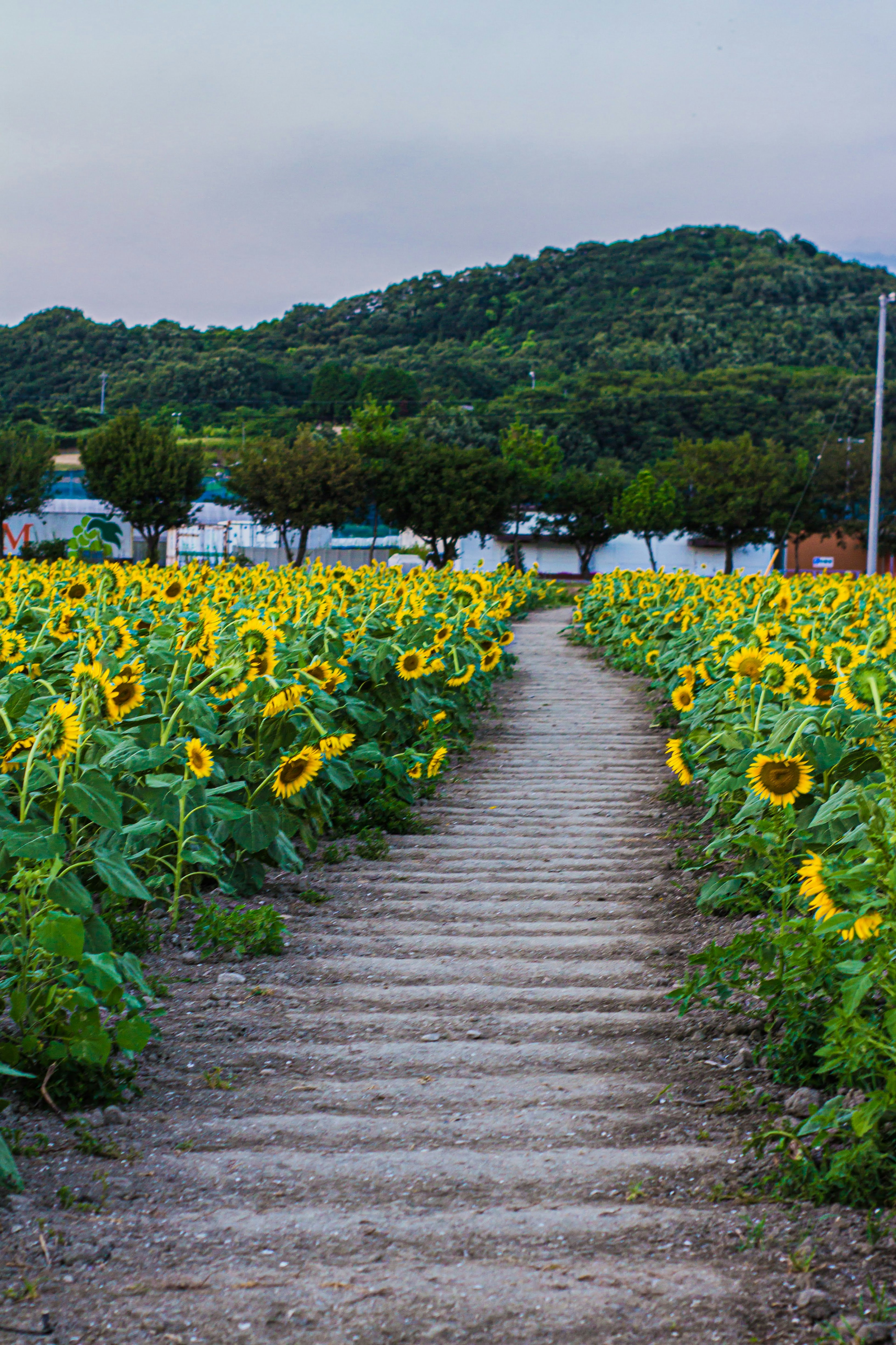 ทางเดินในทุ่งดอกทานตะวันพร้อมภูเขาสีเขียวอยู่ด้านหลัง