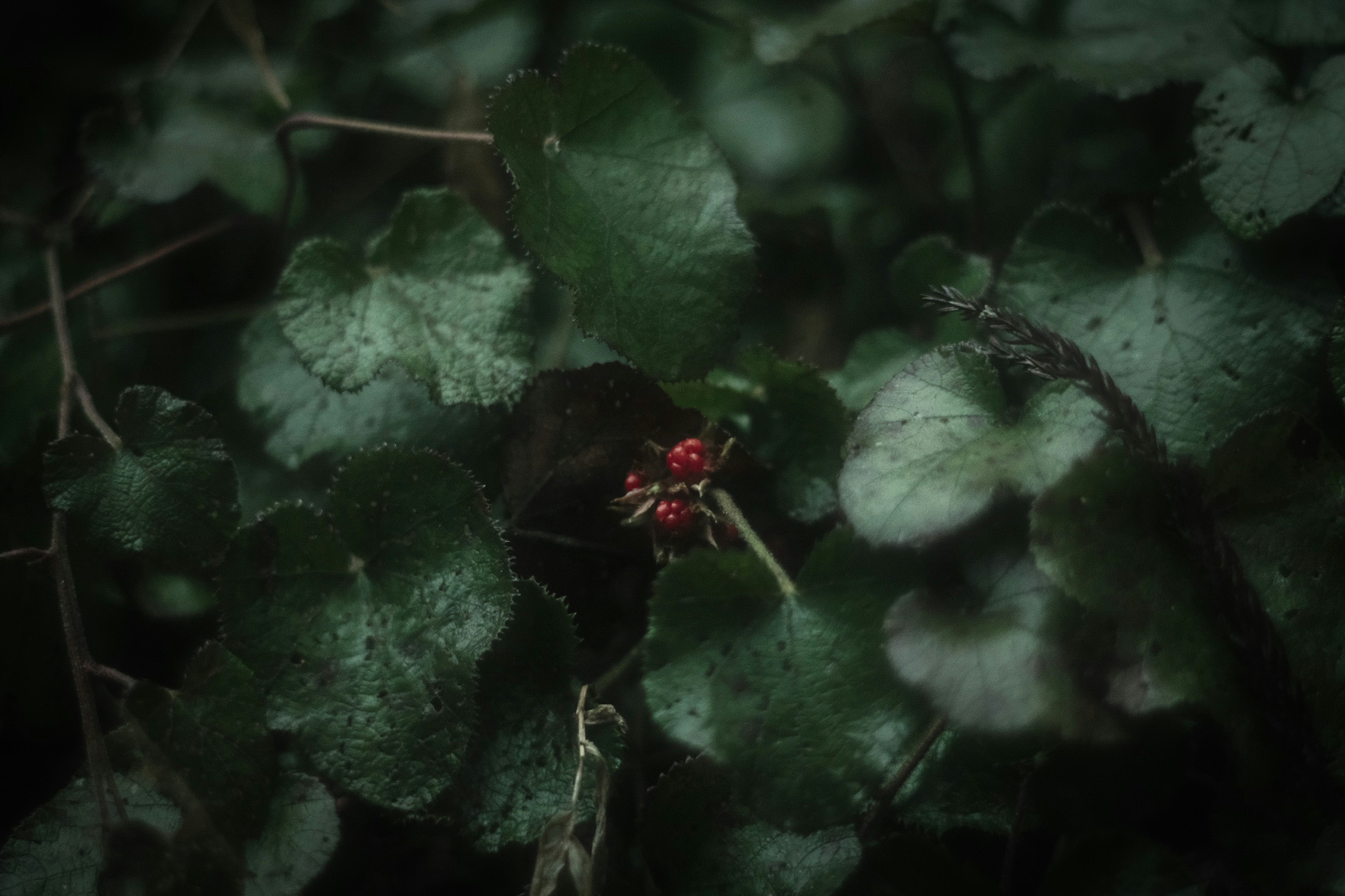 Una scena naturale con una bacca rossa circondata da foglie verdi su uno sfondo scuro